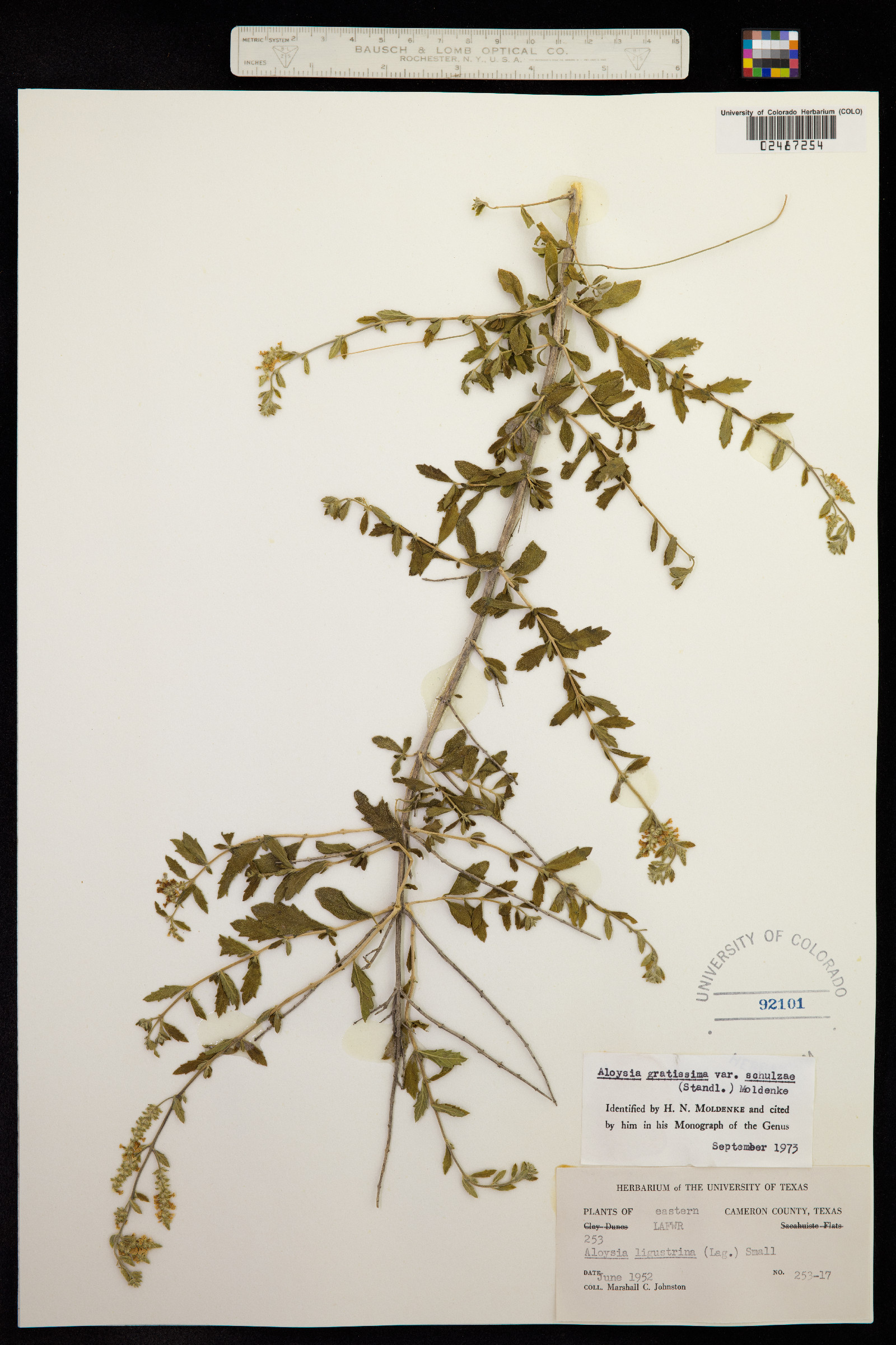 Aloysia gratissima image