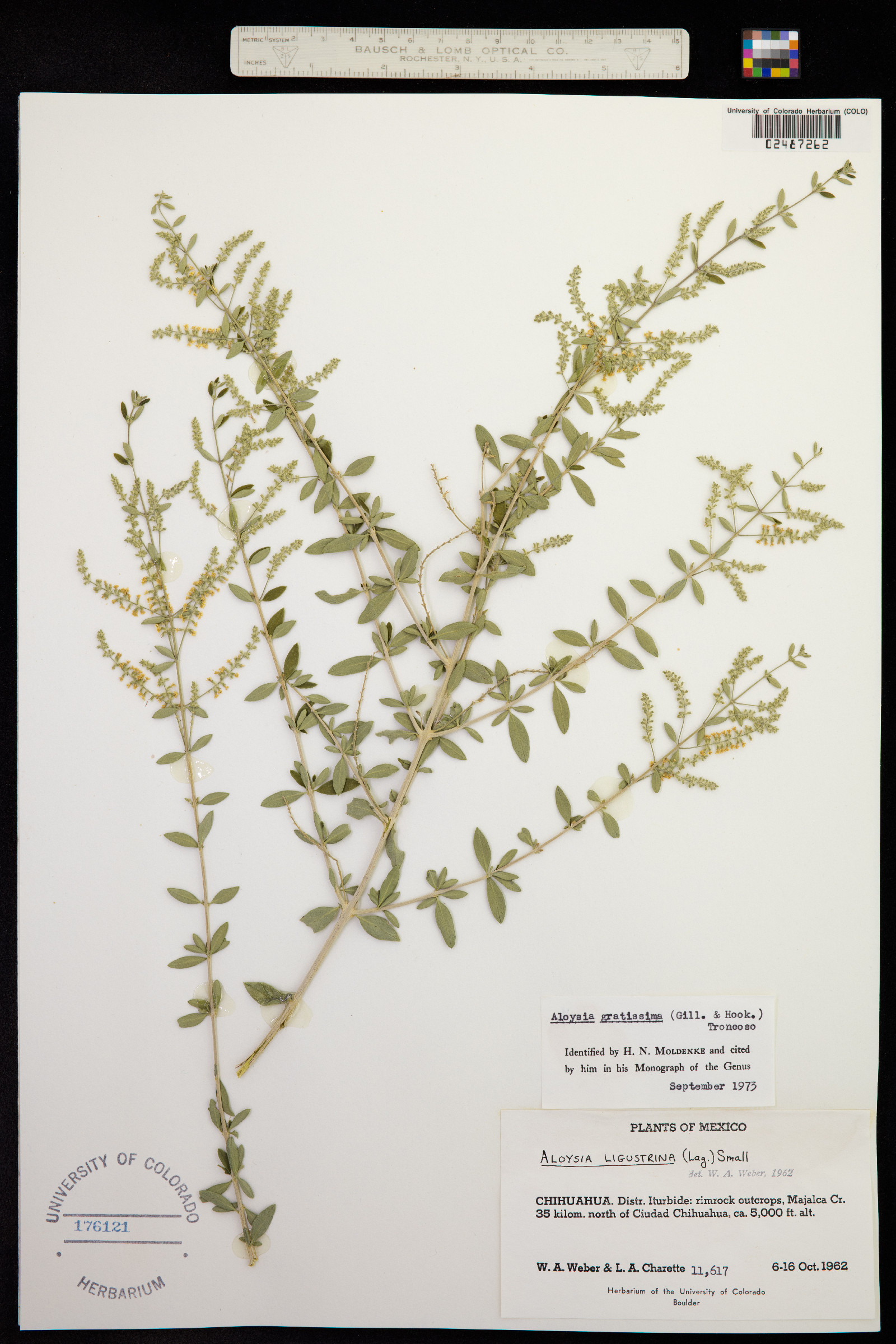 Aloysia gratissima image