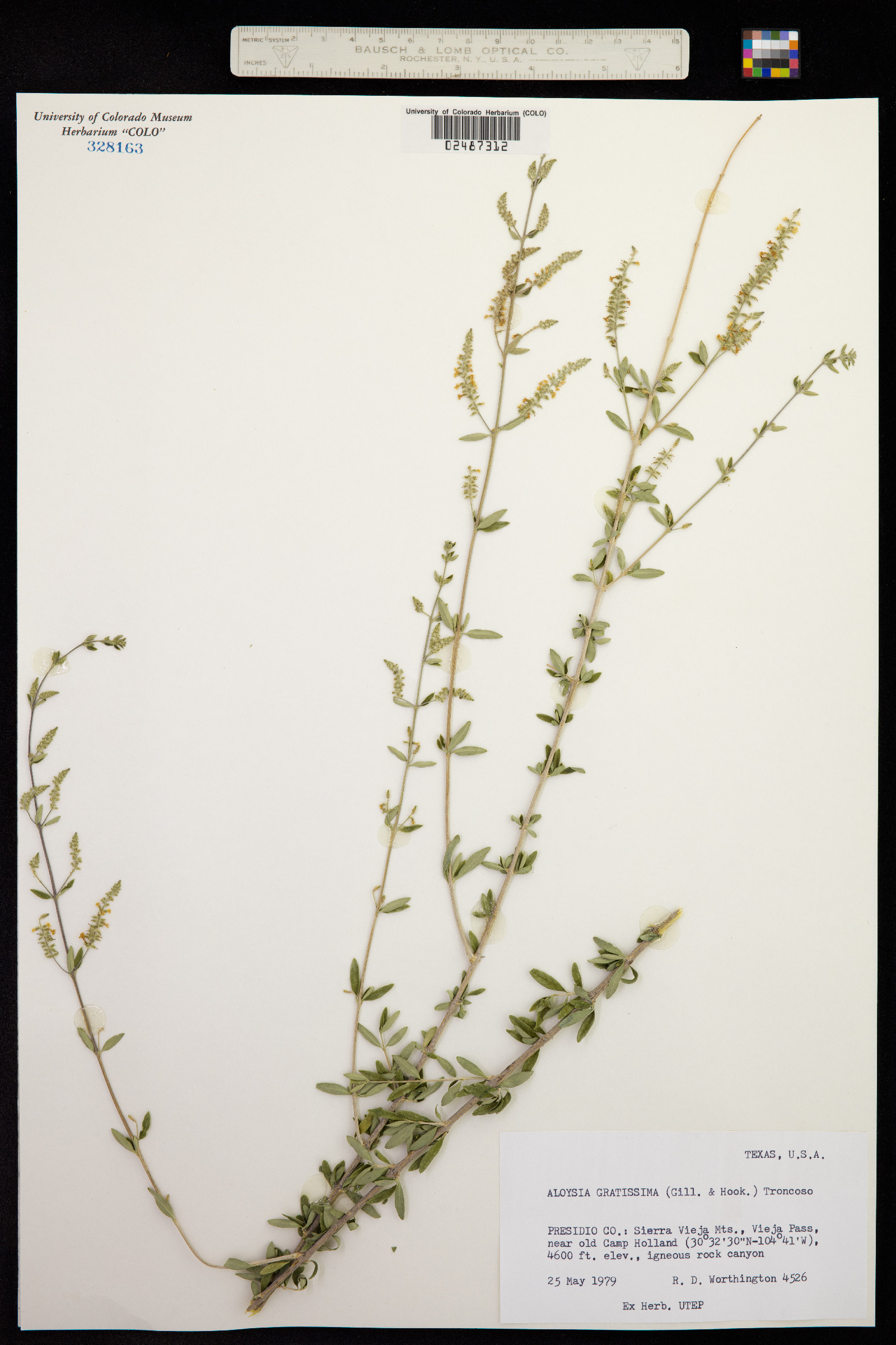 Aloysia gratissima image