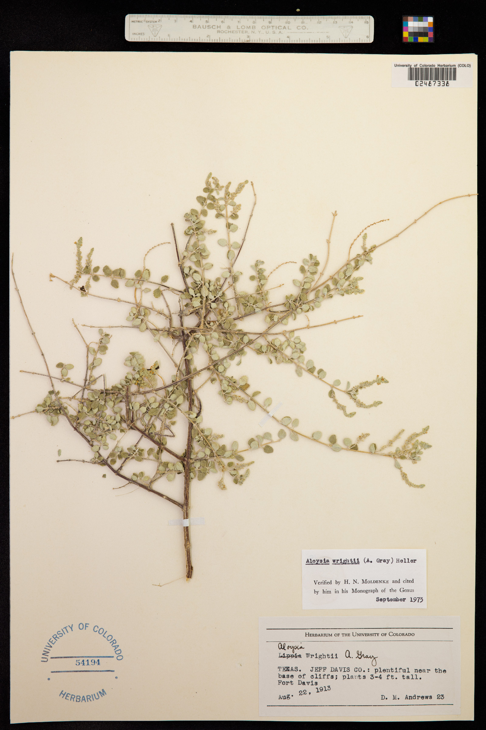 Aloysia wrightii image