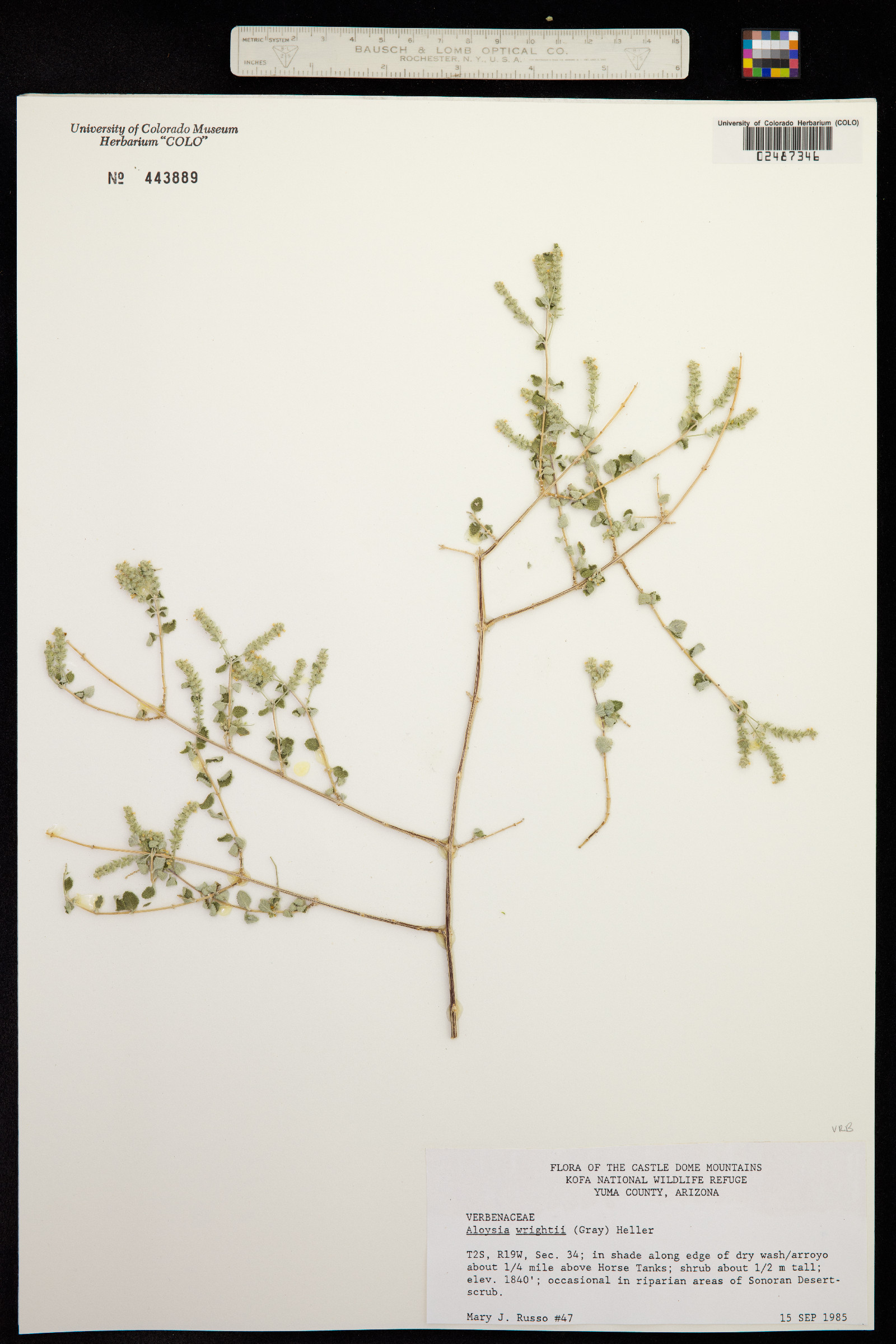 Aloysia wrightii image