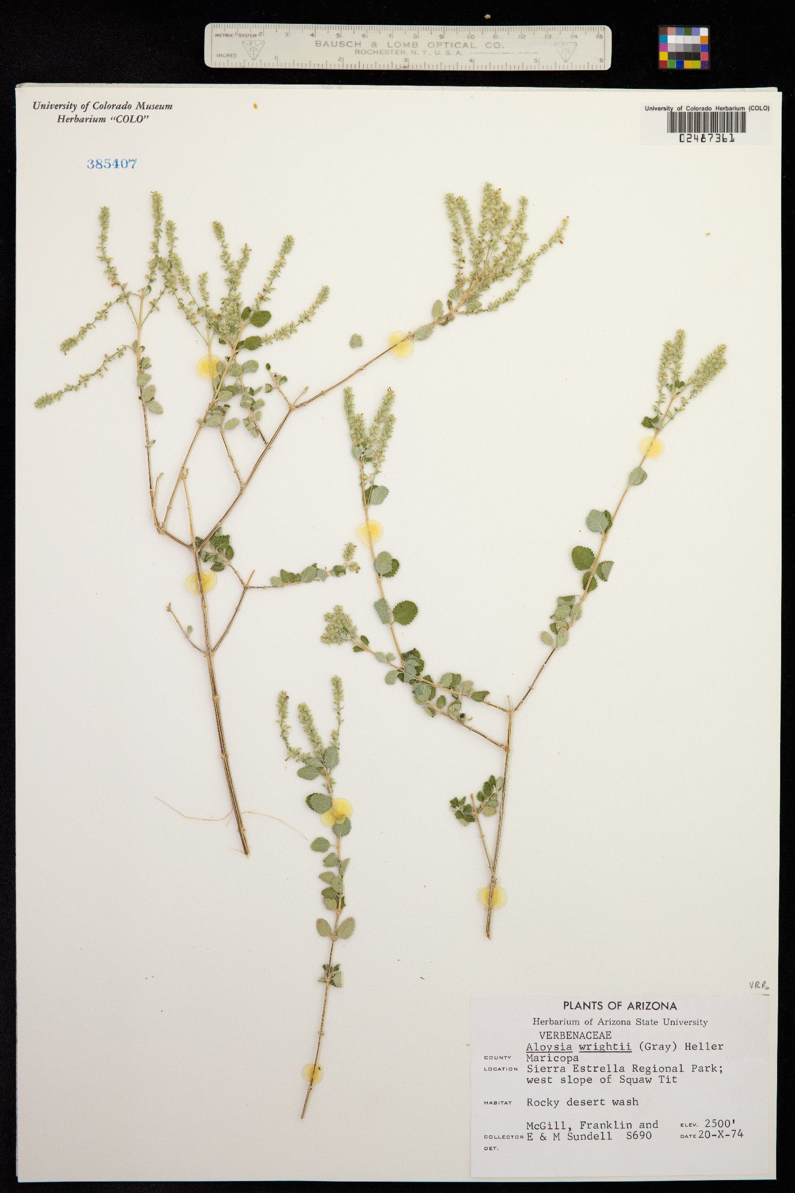 Aloysia wrightii image
