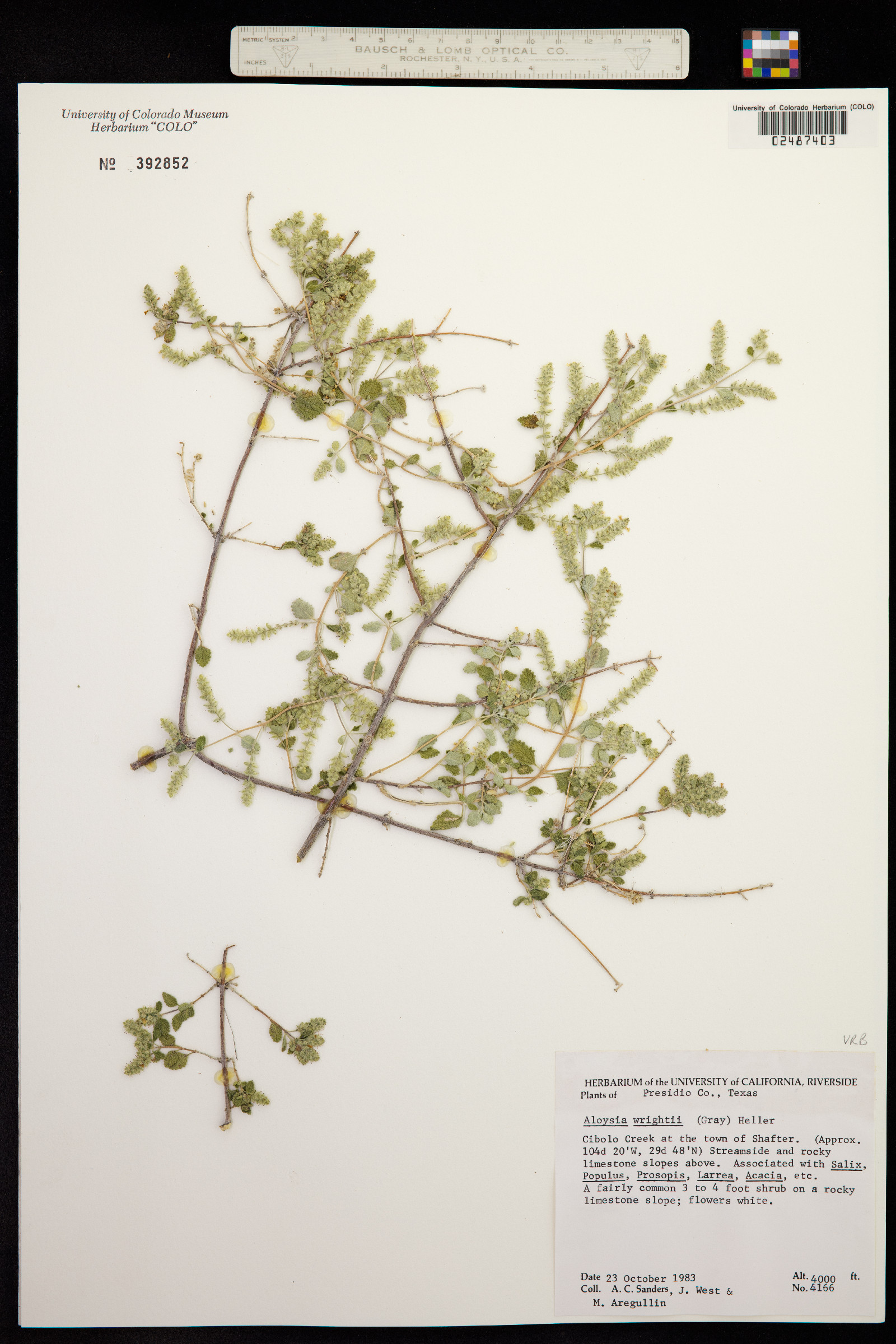 Aloysia image
