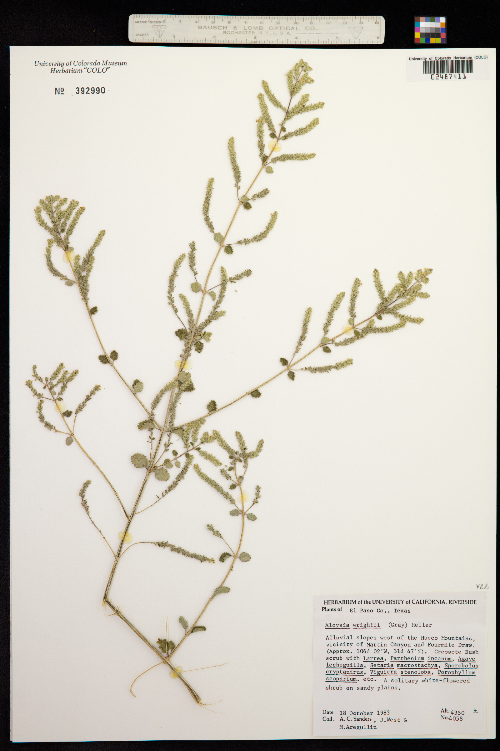 Aloysia wrightii image