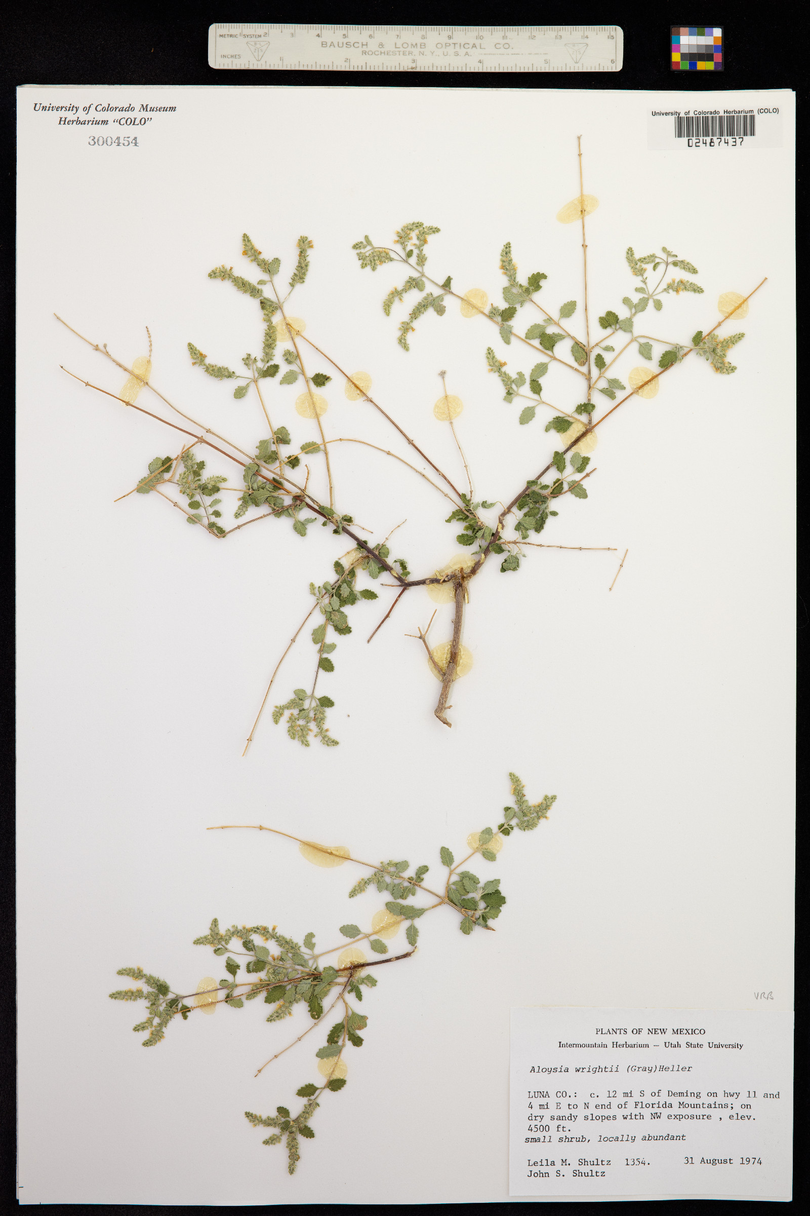 Aloysia wrightii image