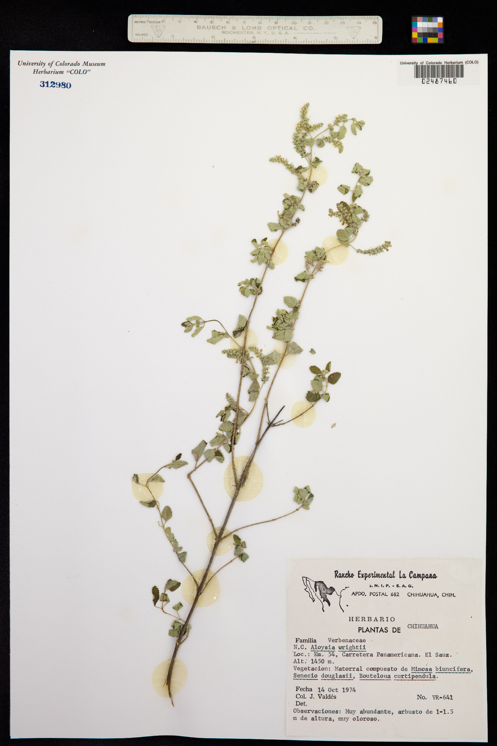 Aloysia wrightii image