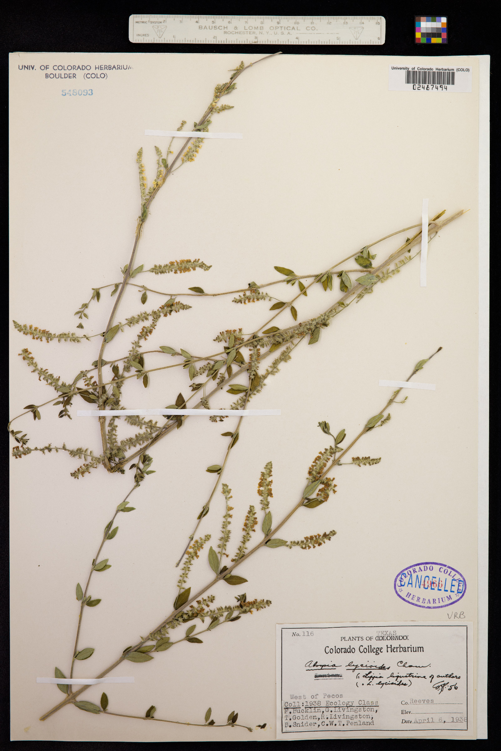 Aloysia gratissima var. gratissima image