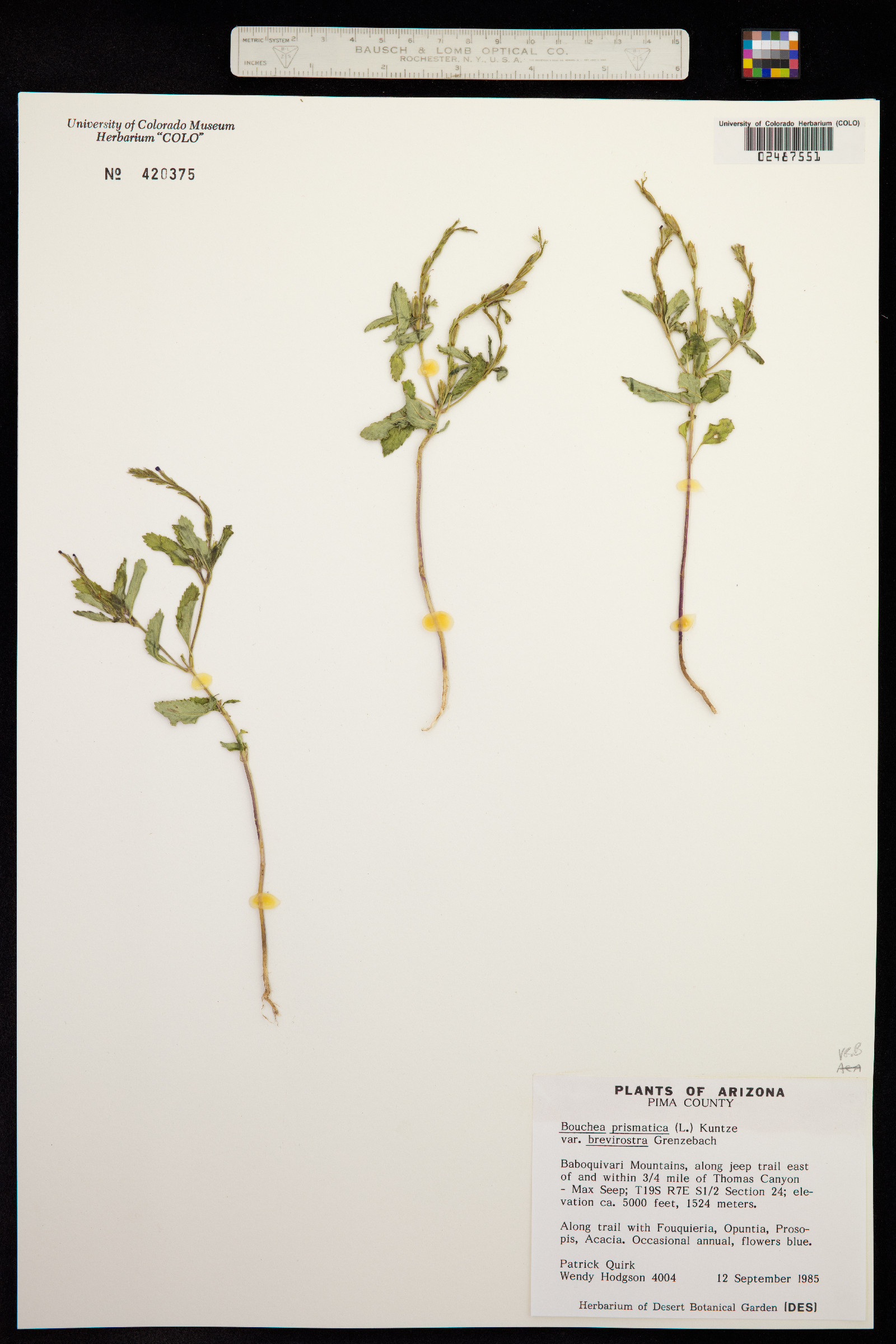 Bouchea prismatica image
