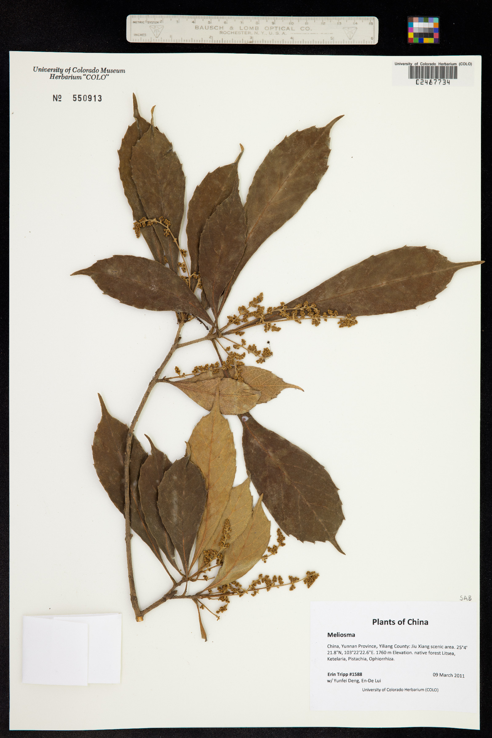 Sabiaceae image