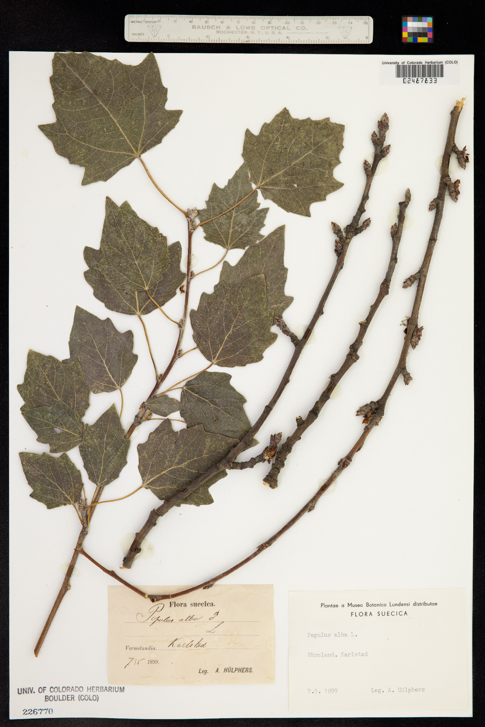 Populus alba image