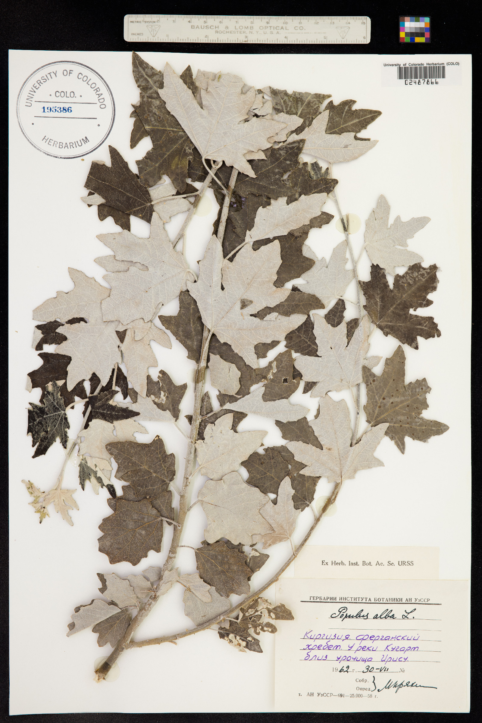 Populus alba image