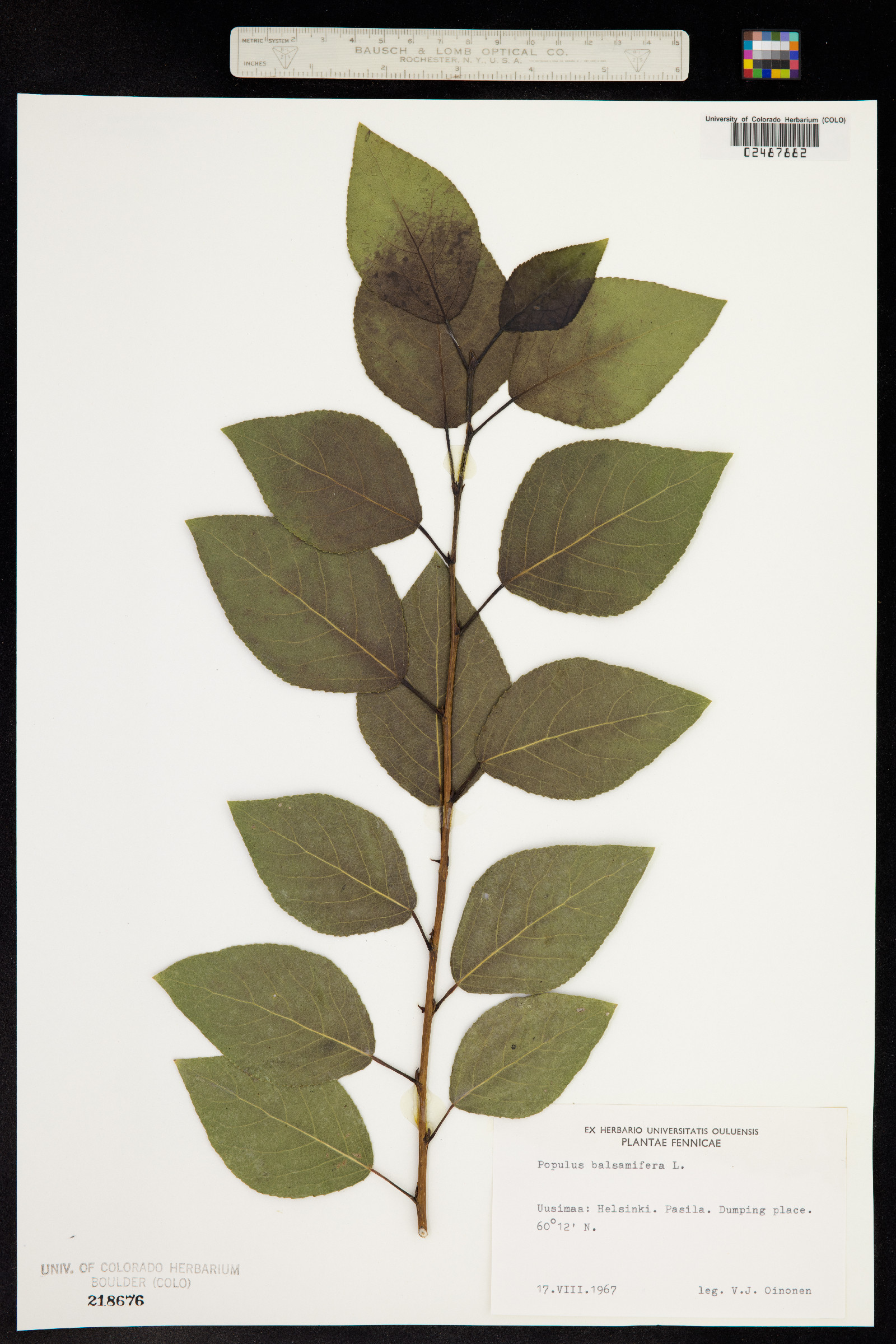 Populus balsamifera image