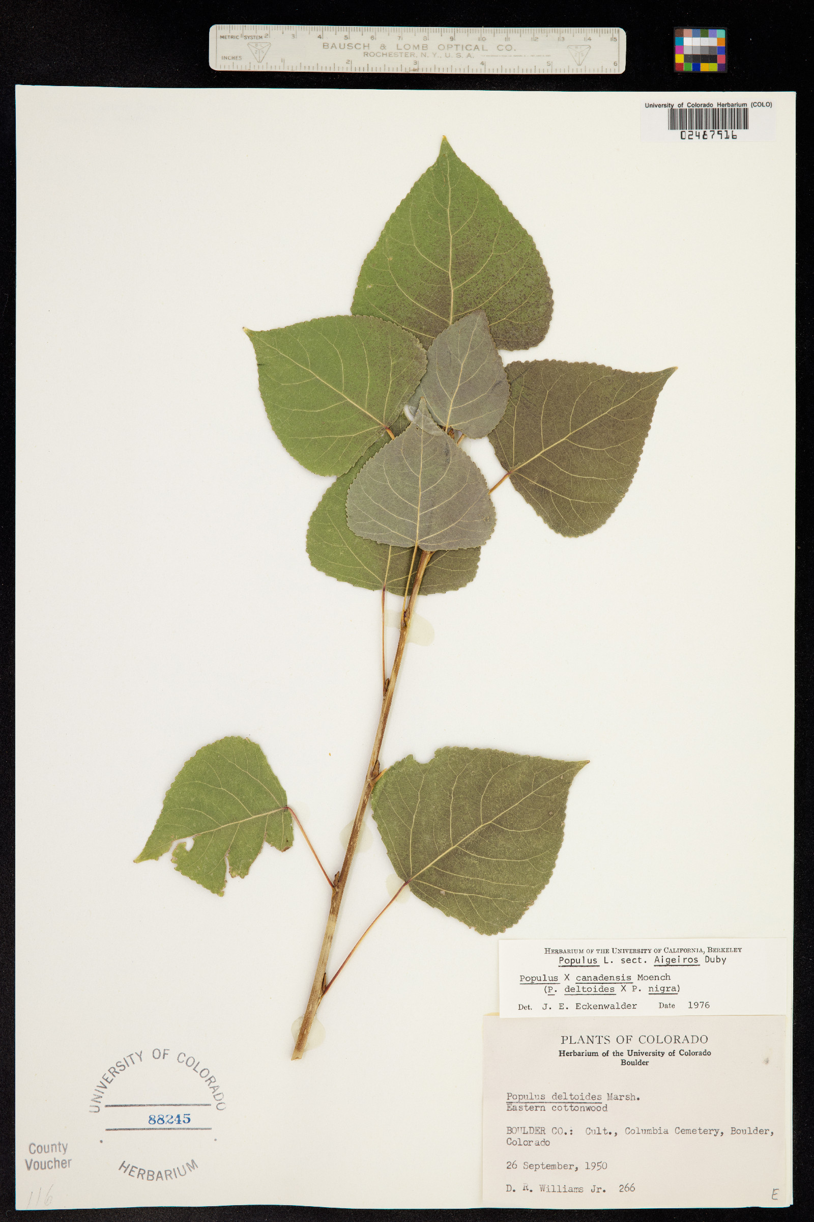 Populus X canadensis image