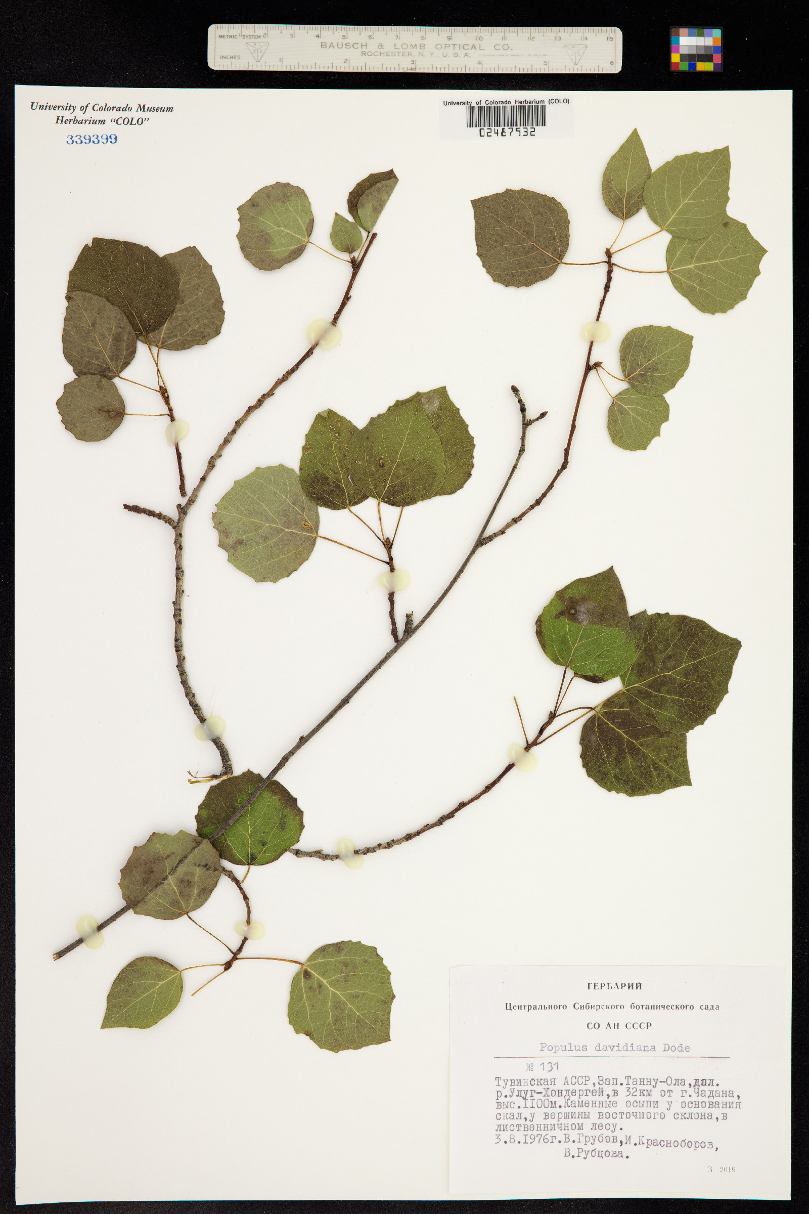 Populus tremula var. davidiana image