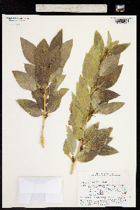 Image of Populus laurifolia