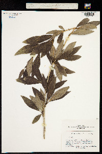 Populus laurifolia image
