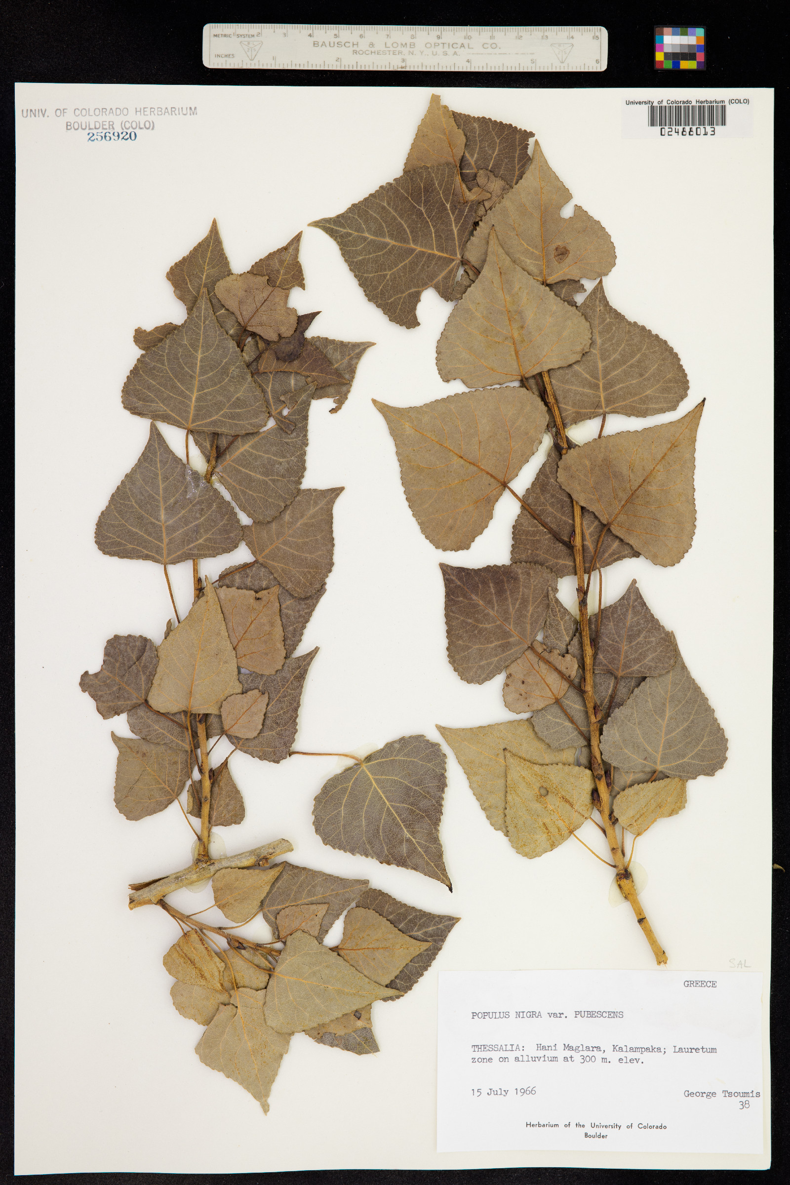 Populus nigra image
