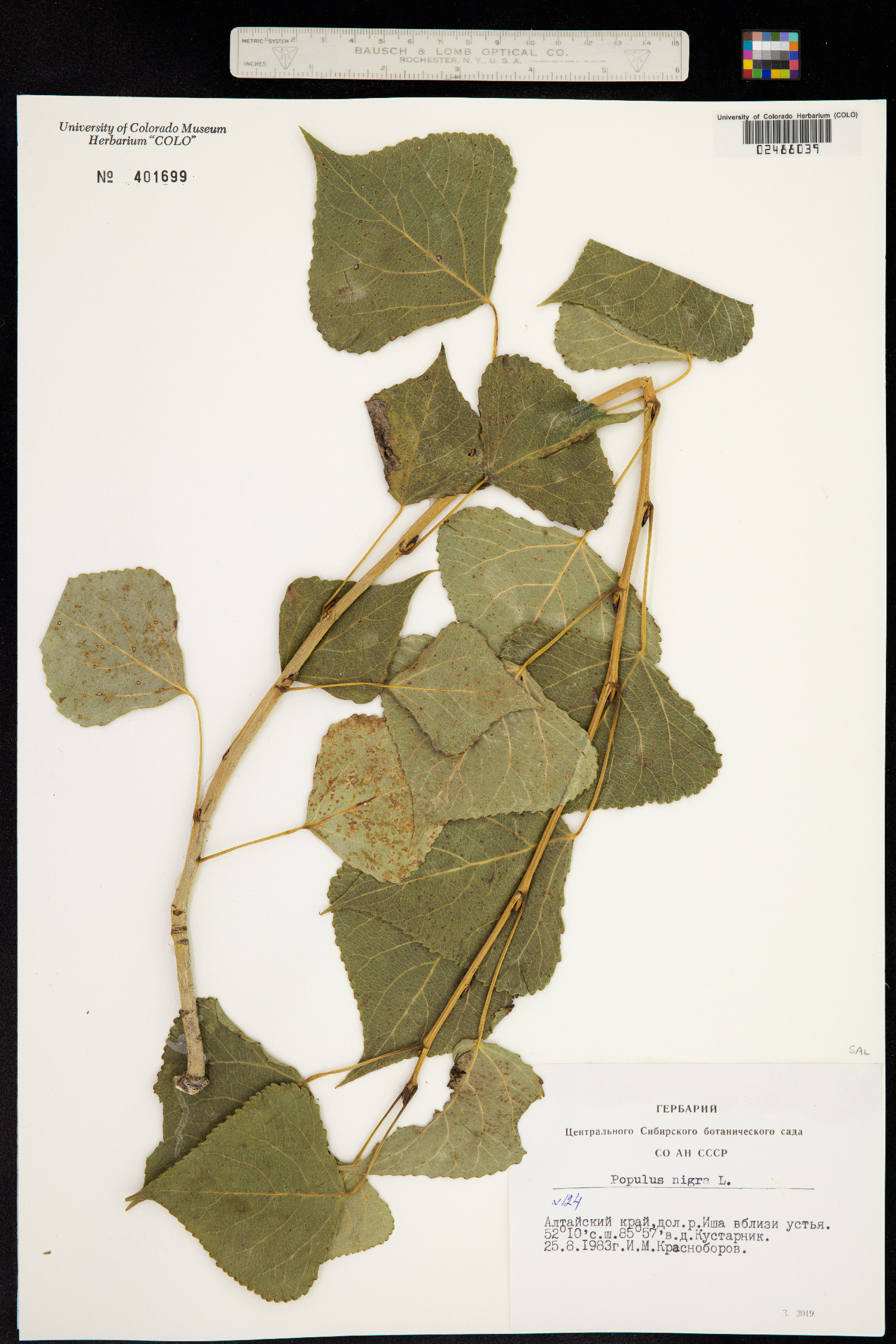 Populus nigra image