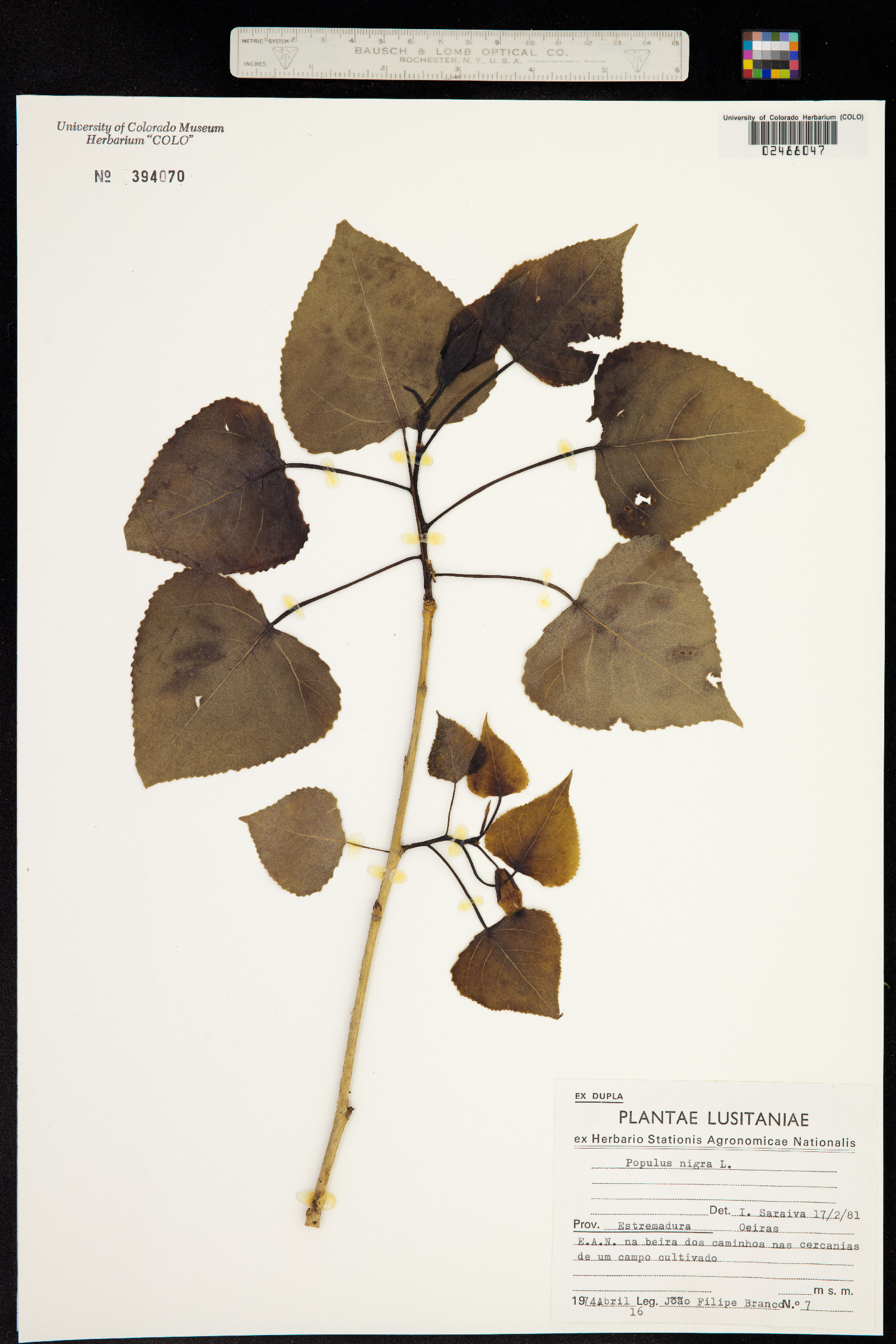 Populus nigra image