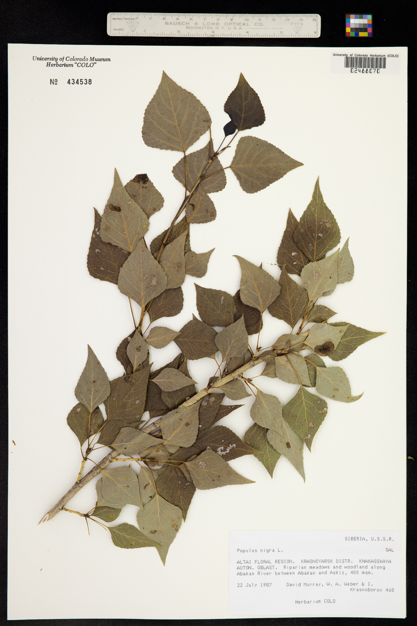 Populus nigra image