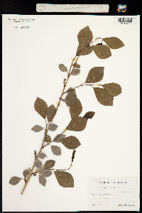 Image of Populus simonii