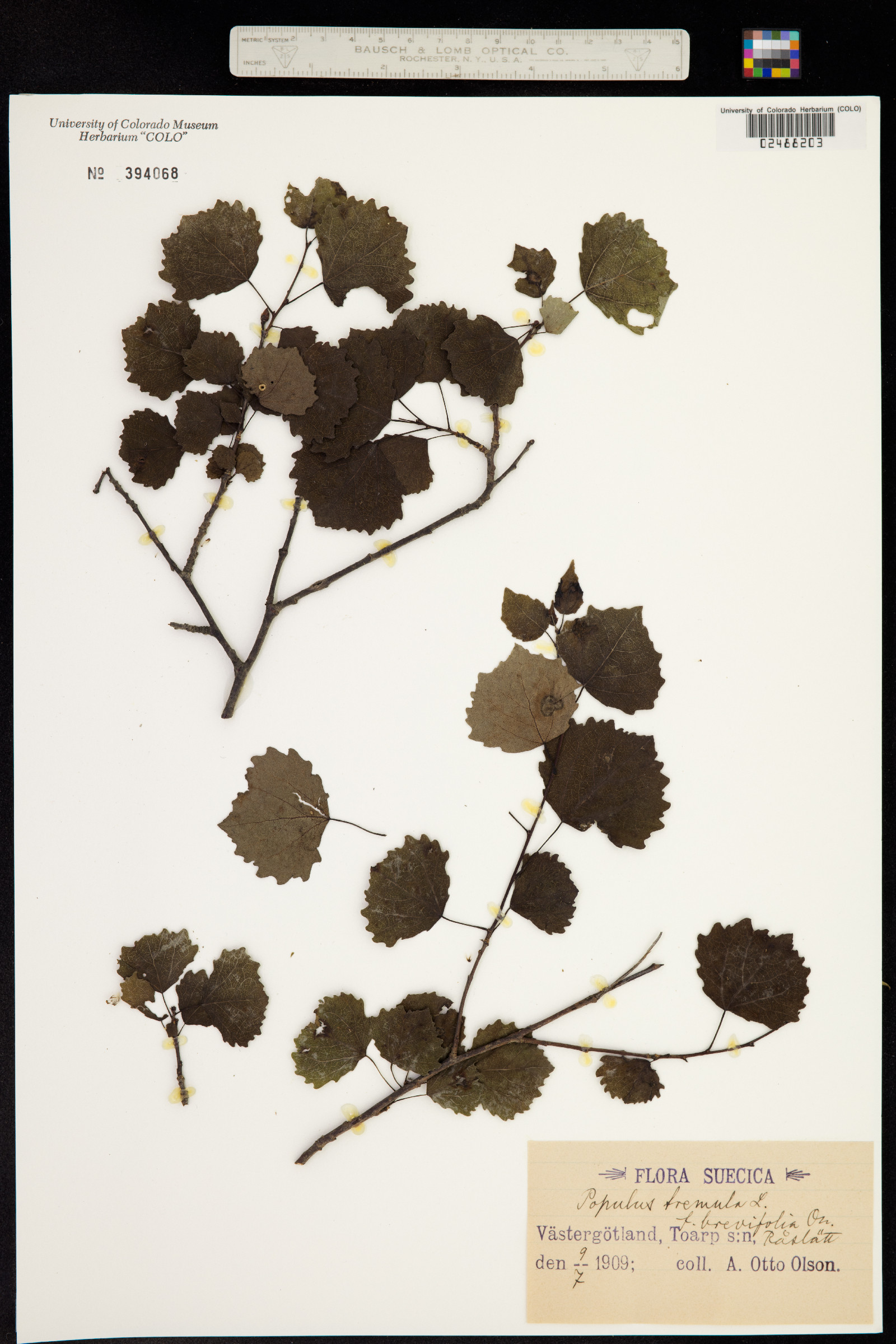 Populus tremula image