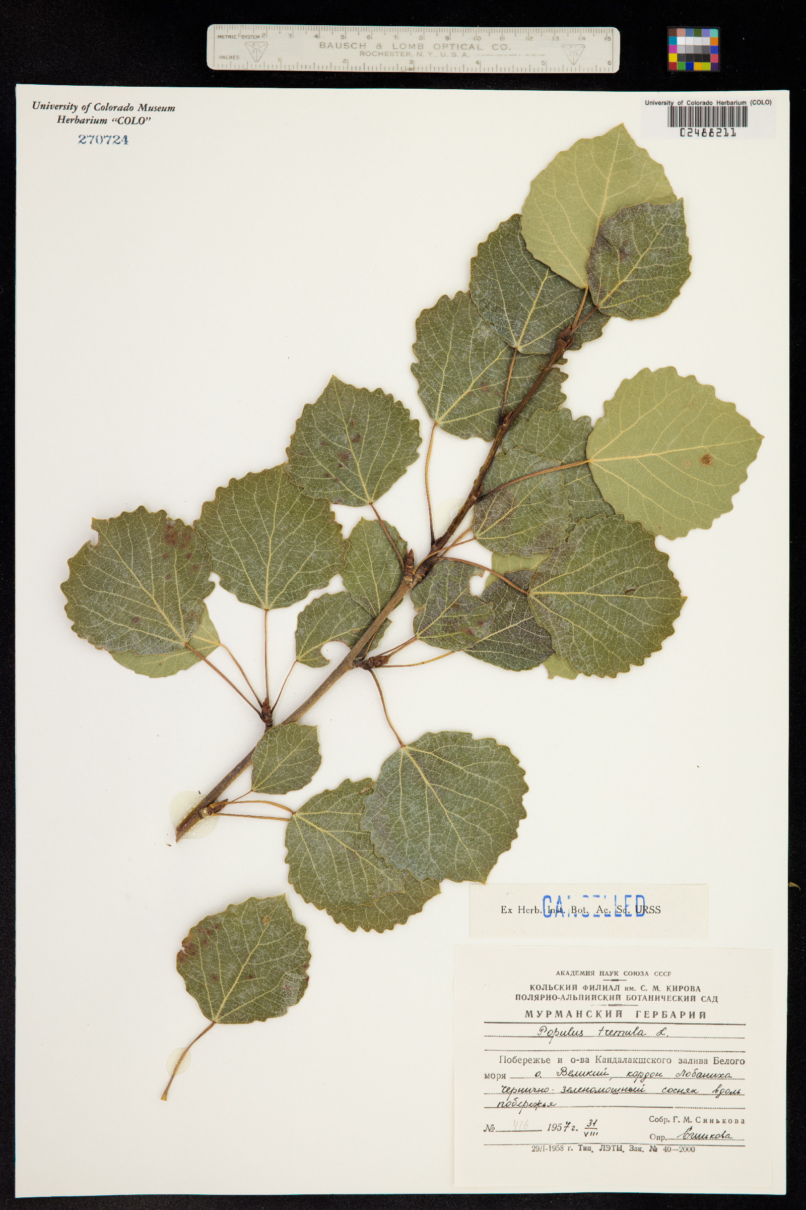 Populus tremula image