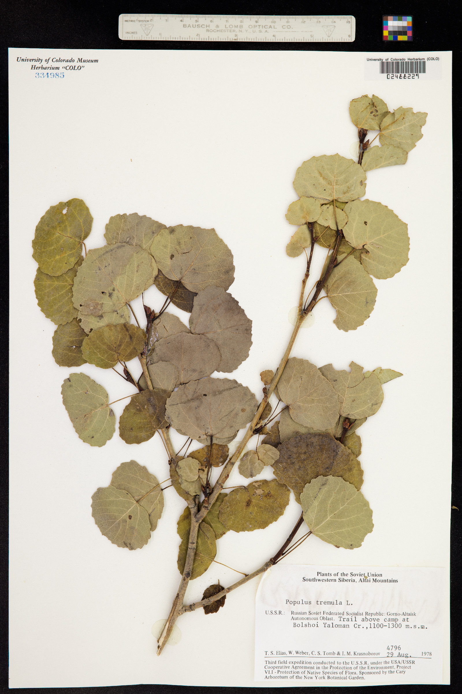 Populus tremula image