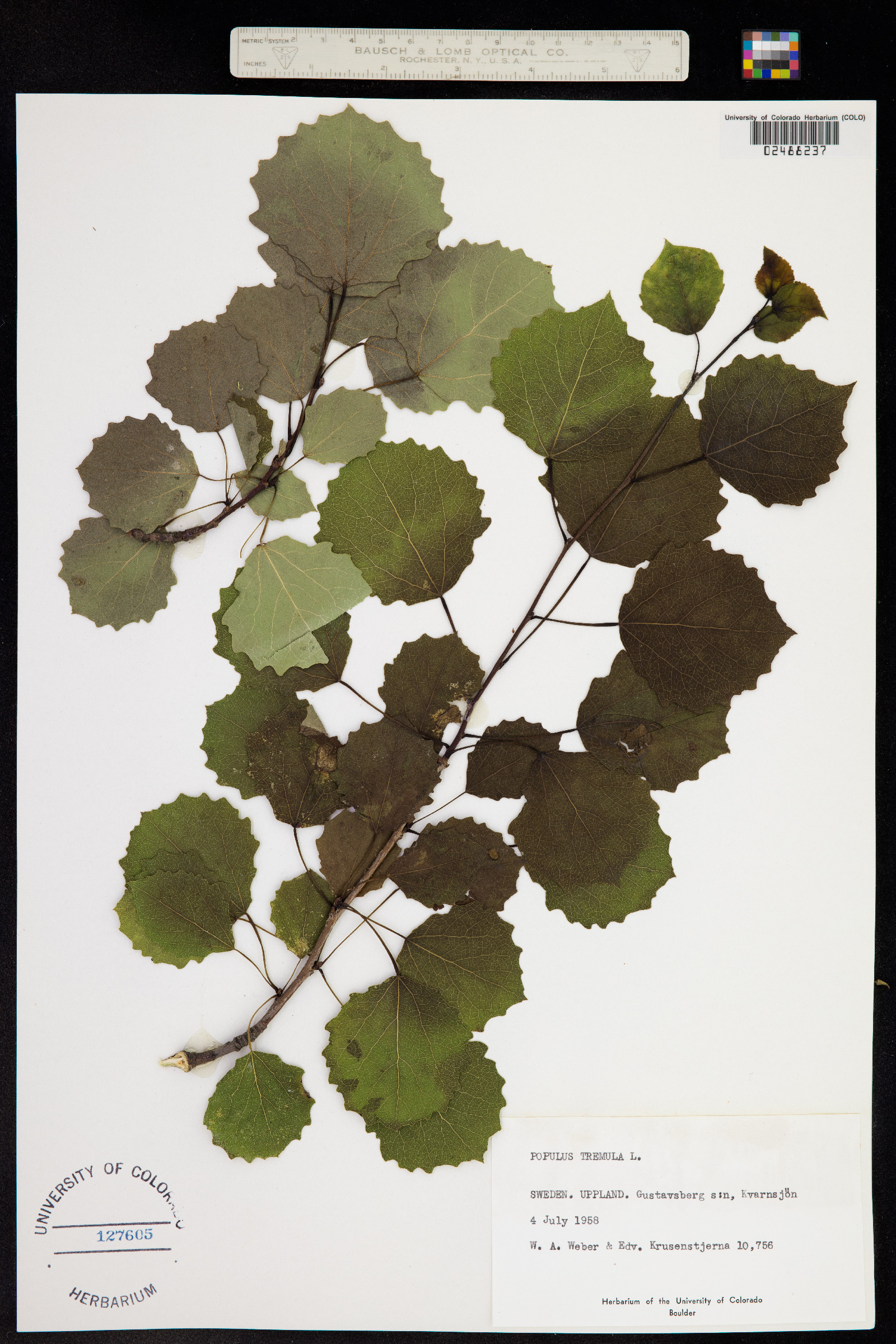 Populus tremula image