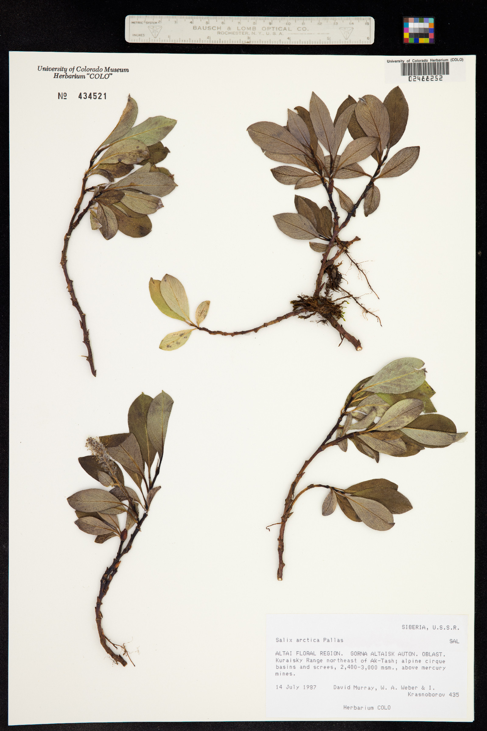 Salix arctica image