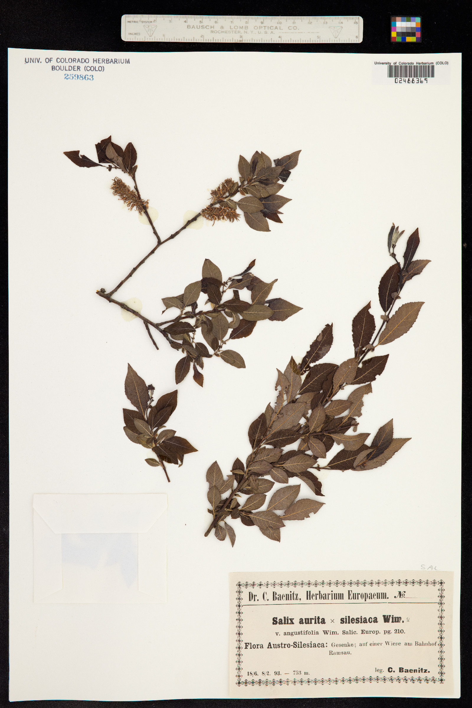 Salix aurita image