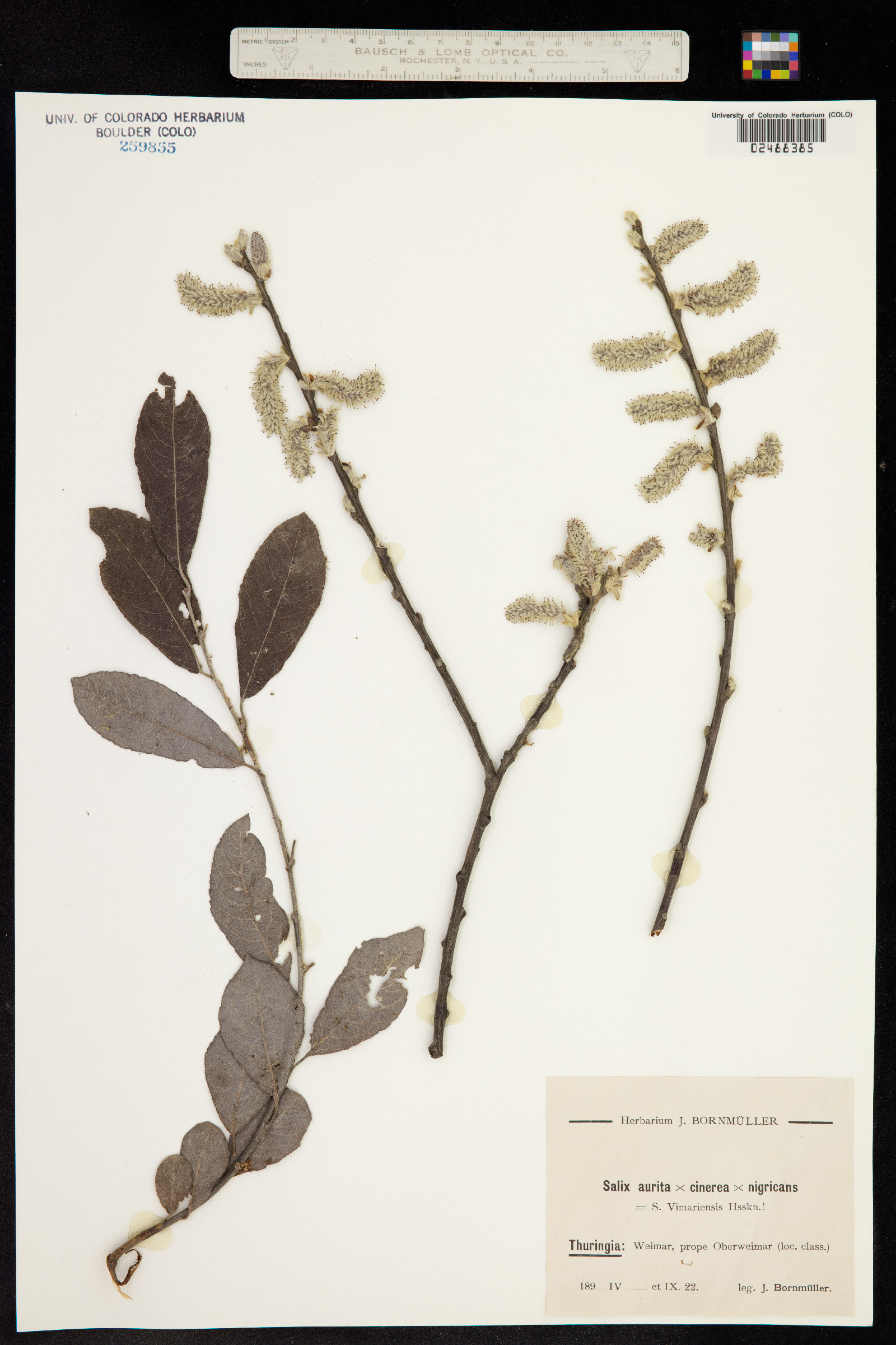 Salix aurita image