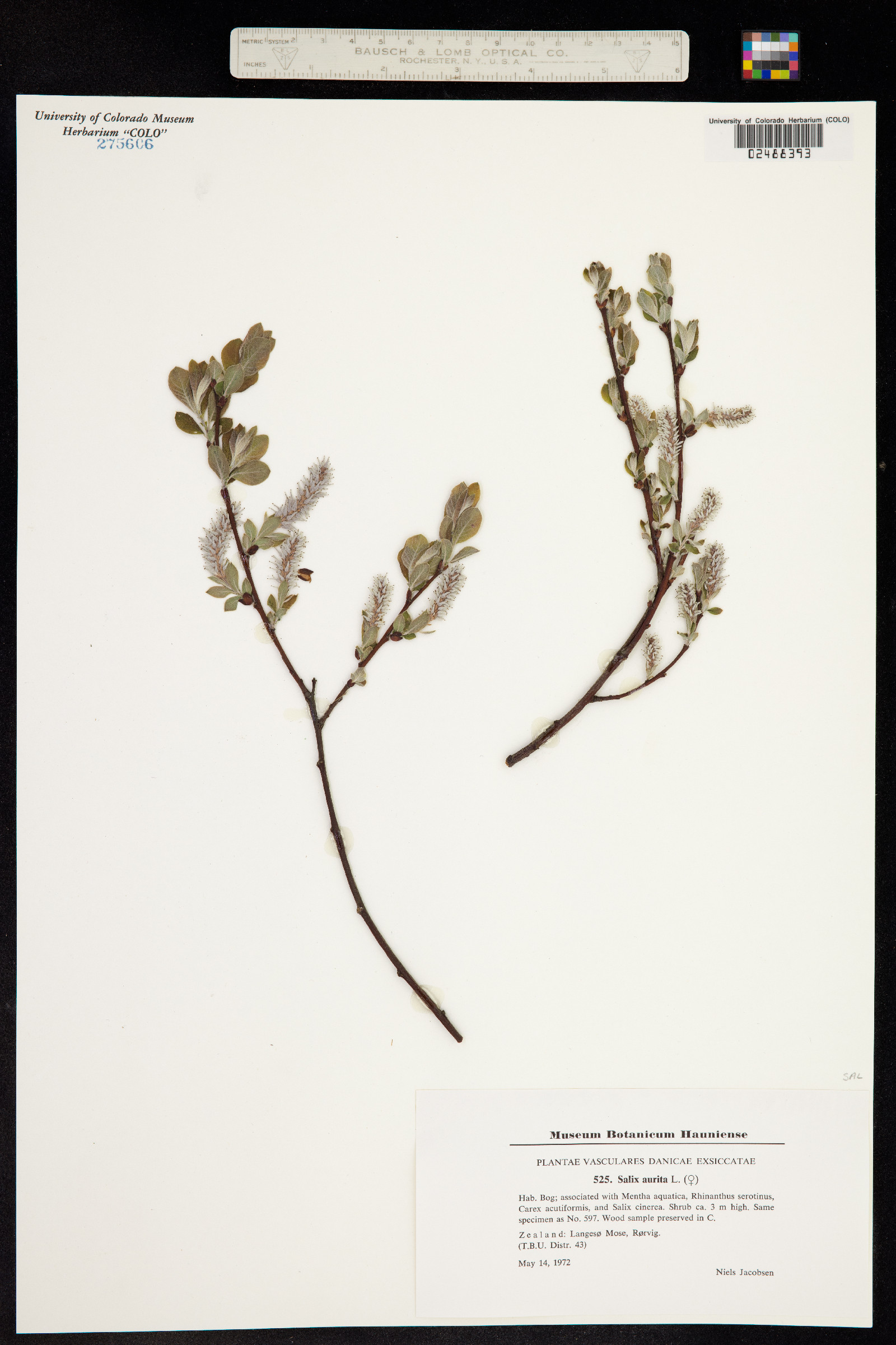Salix aurita image