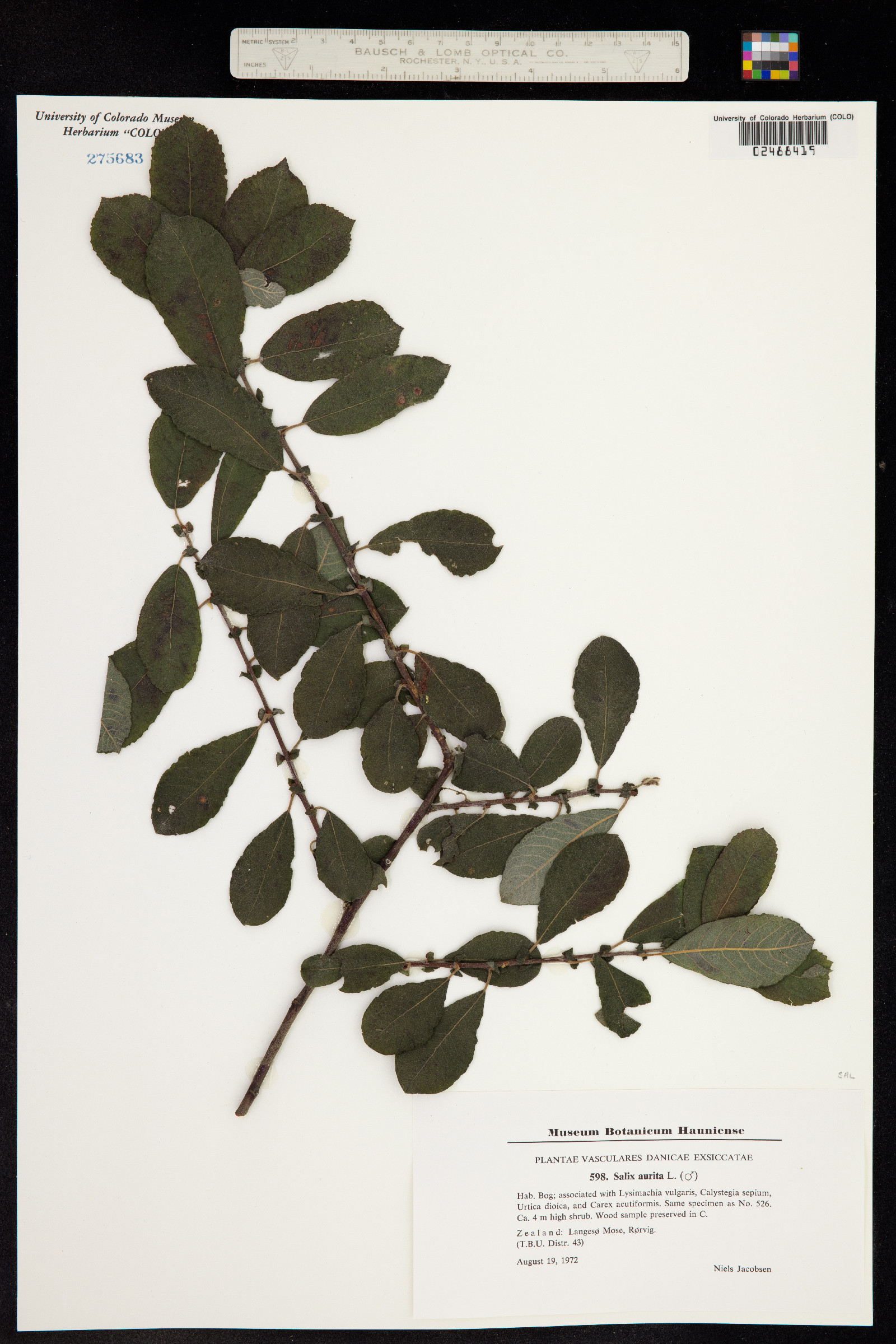 Salix aurita image