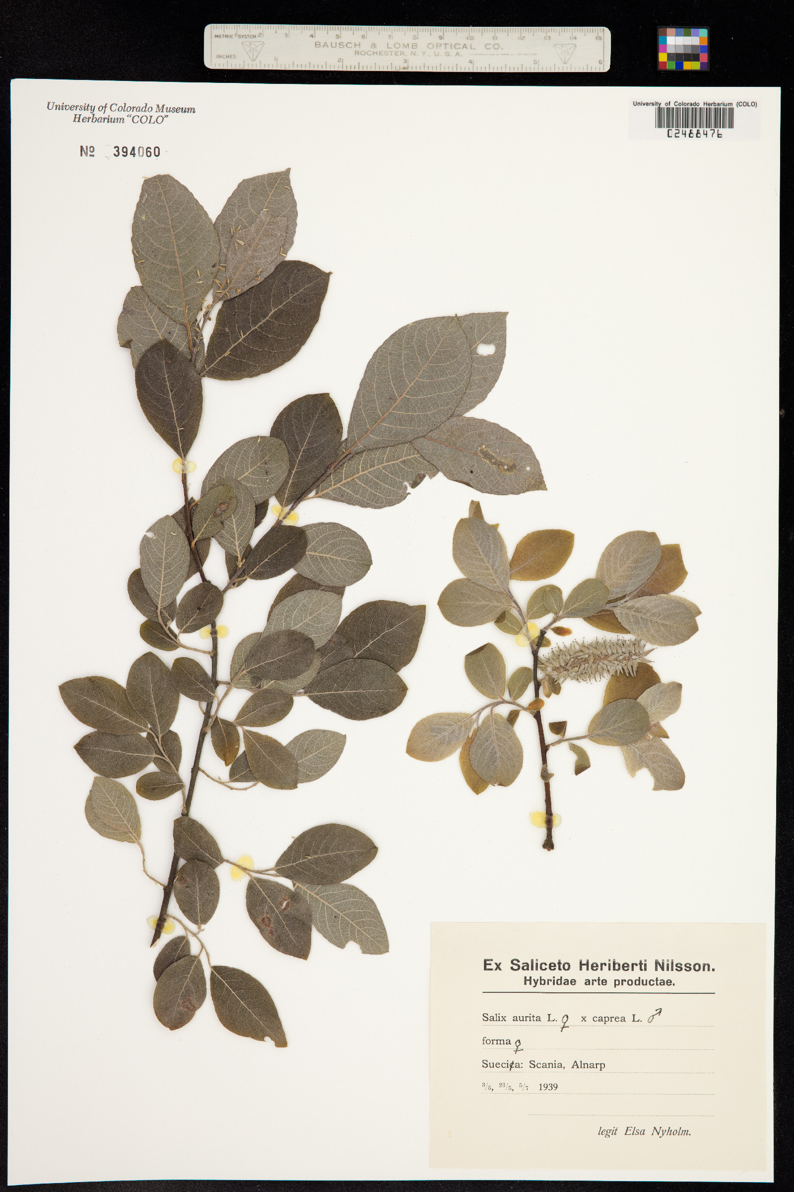 Salix aurita image