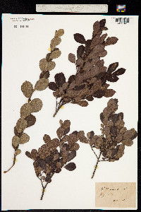 Salix aurita image