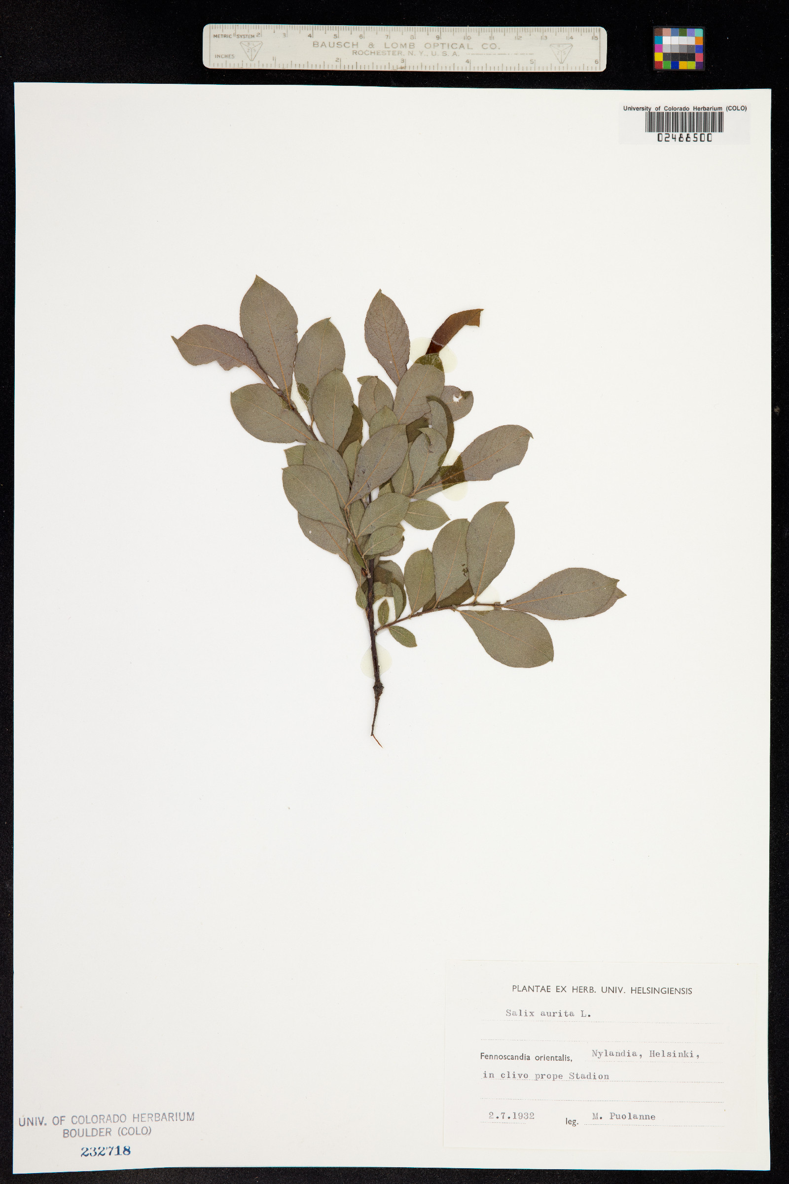 Salix aurita image