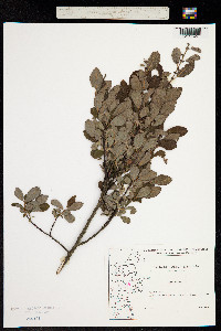 Image of Salix aurita