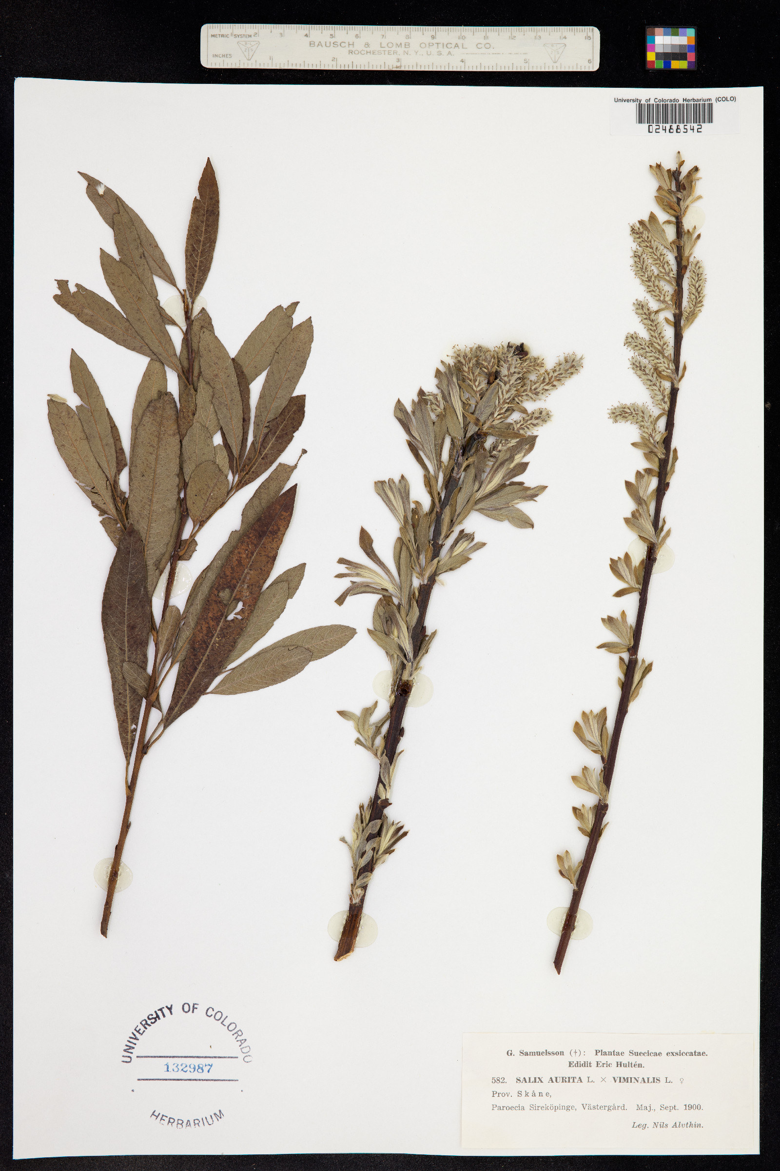 Salix aurita image