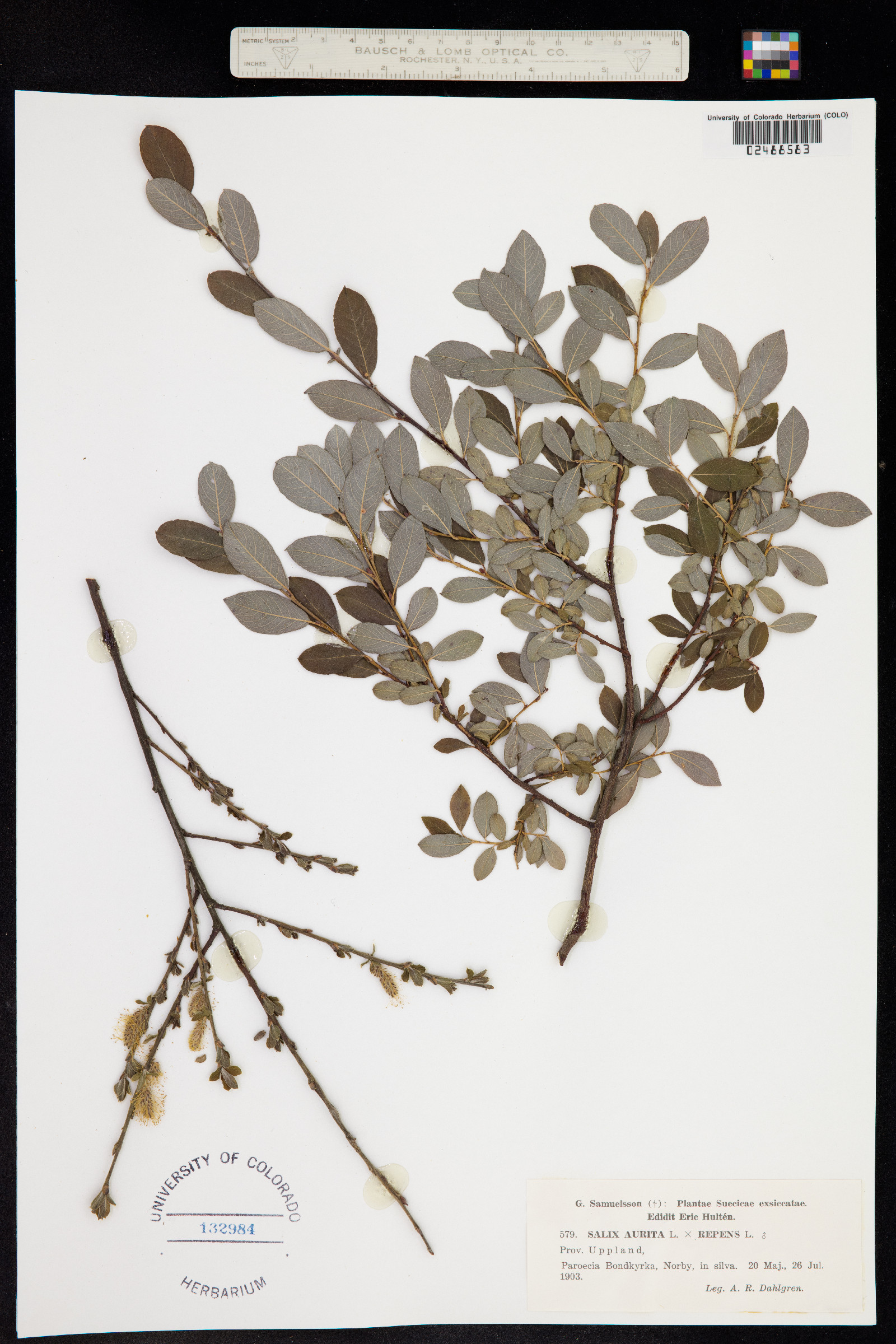 Salix image