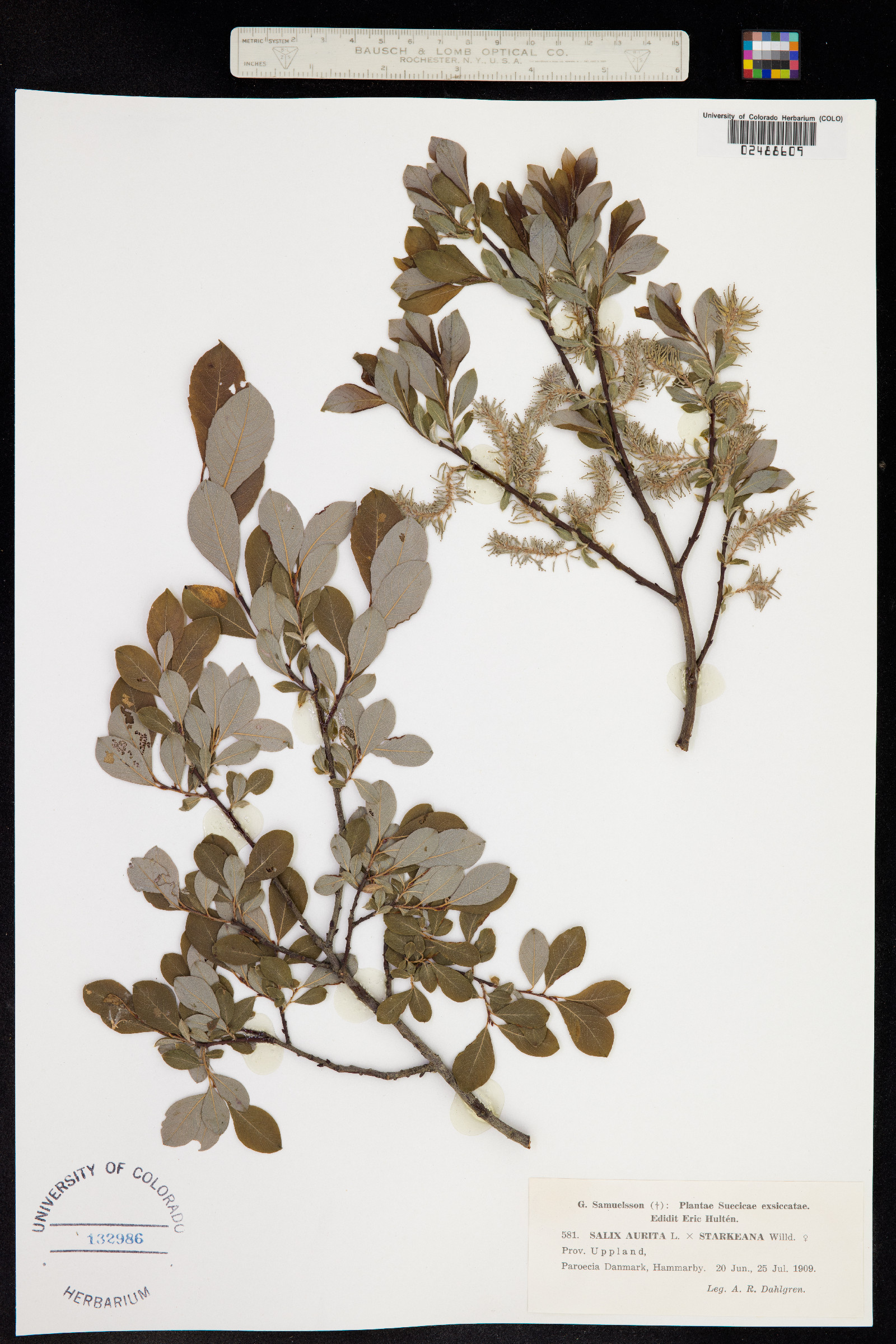 Salix aurita image