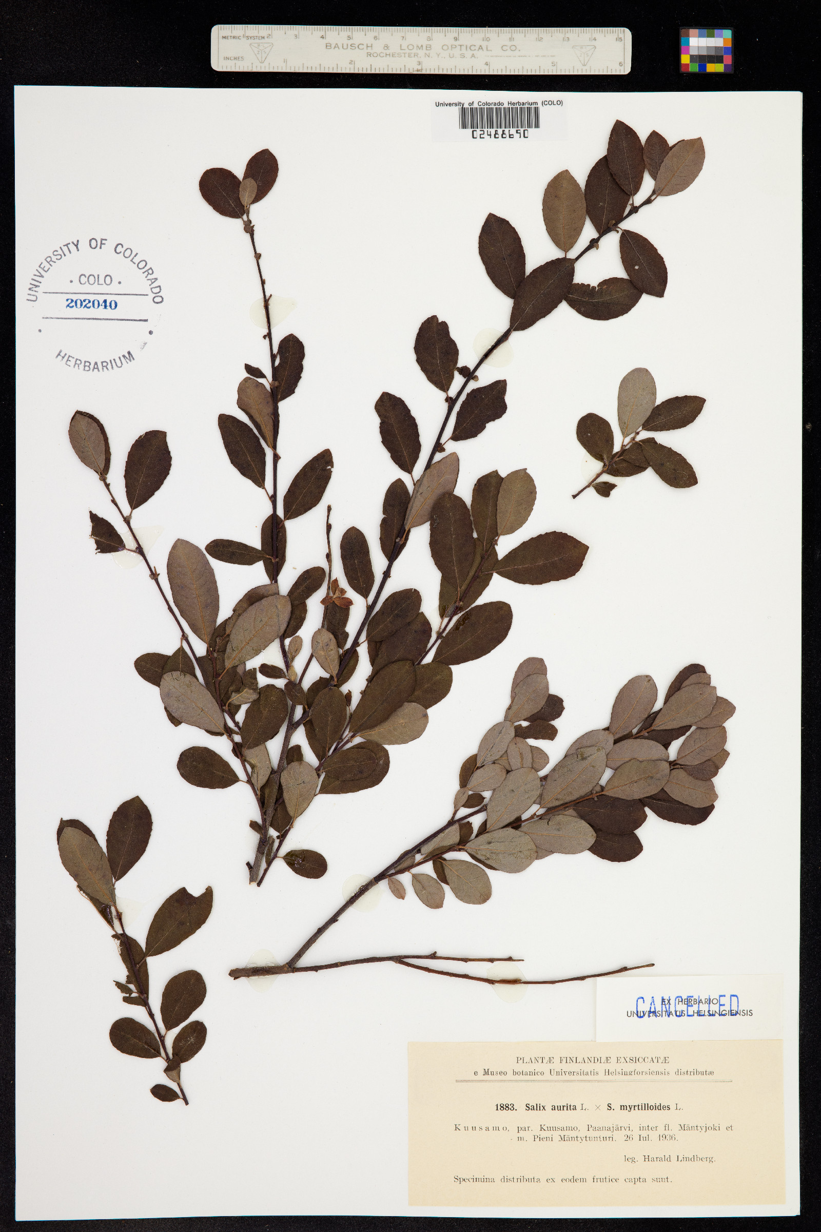 Salix aurita image