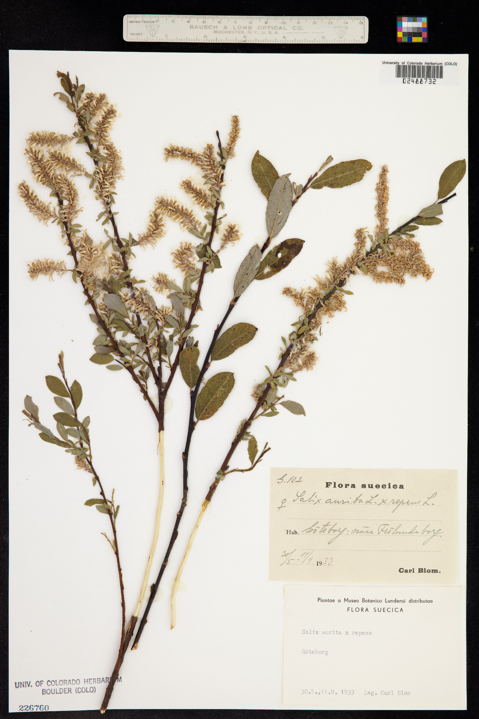 Salix aurita image