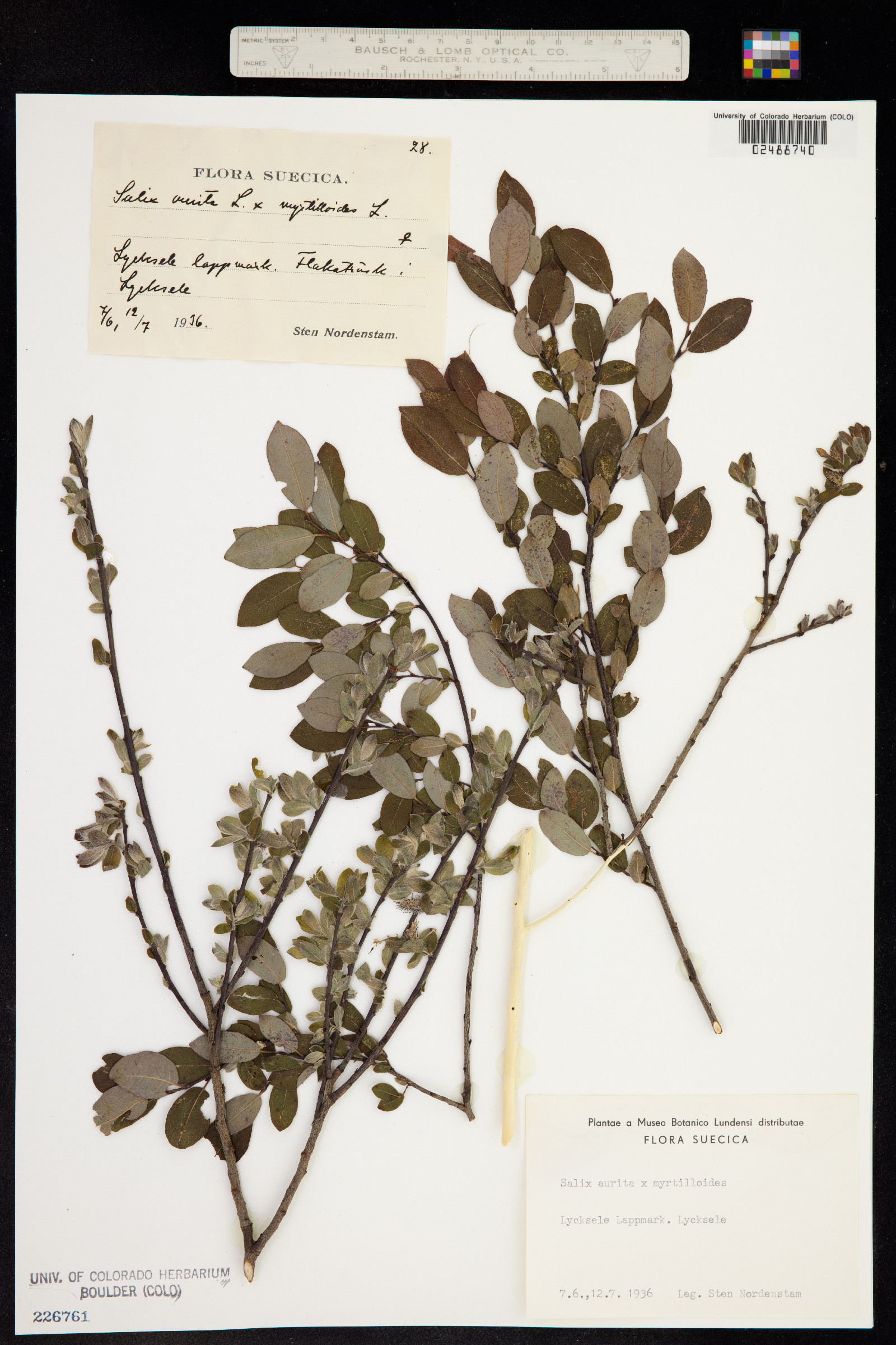 Salix aurita image