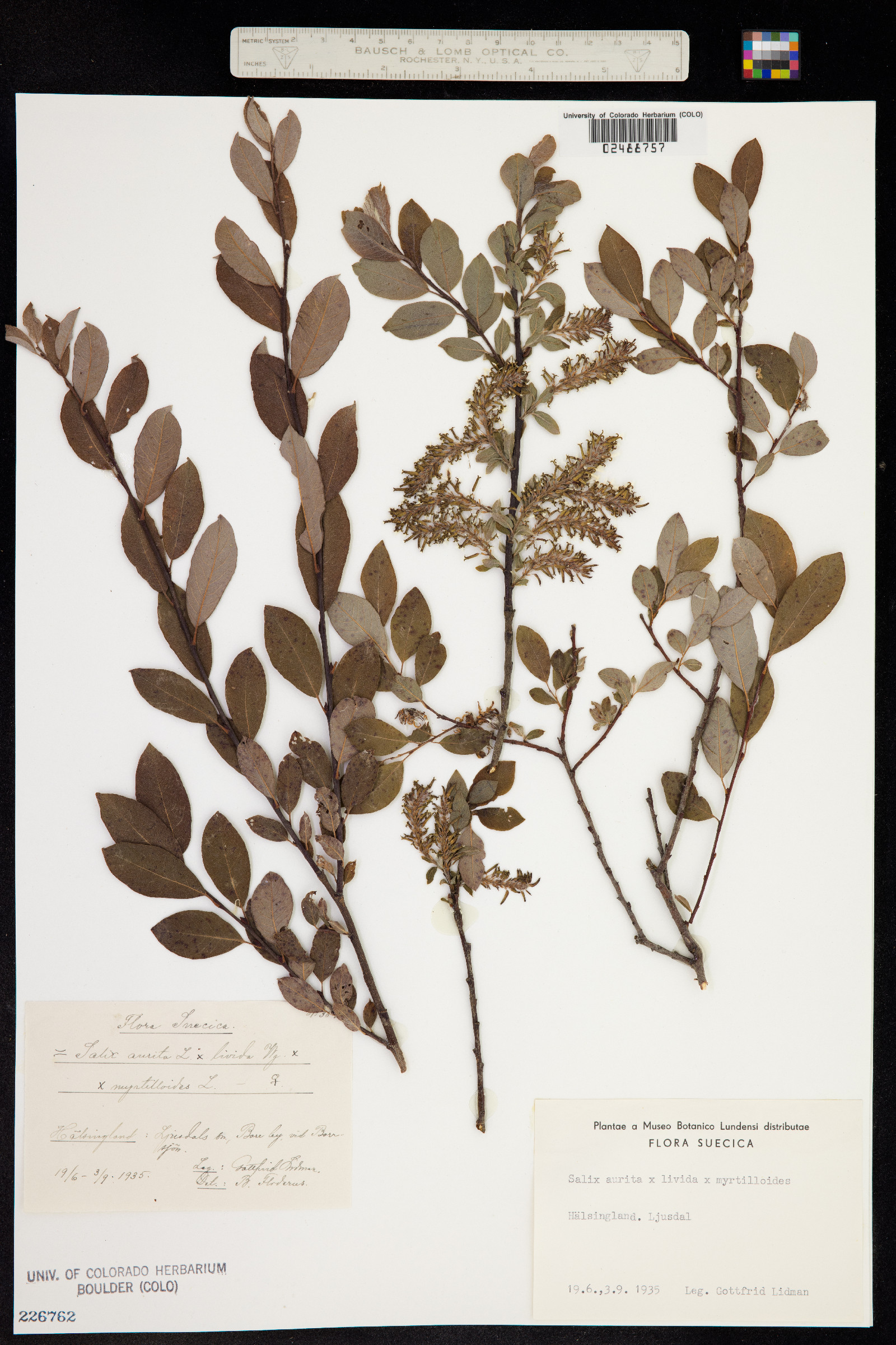 Salix aurita image
