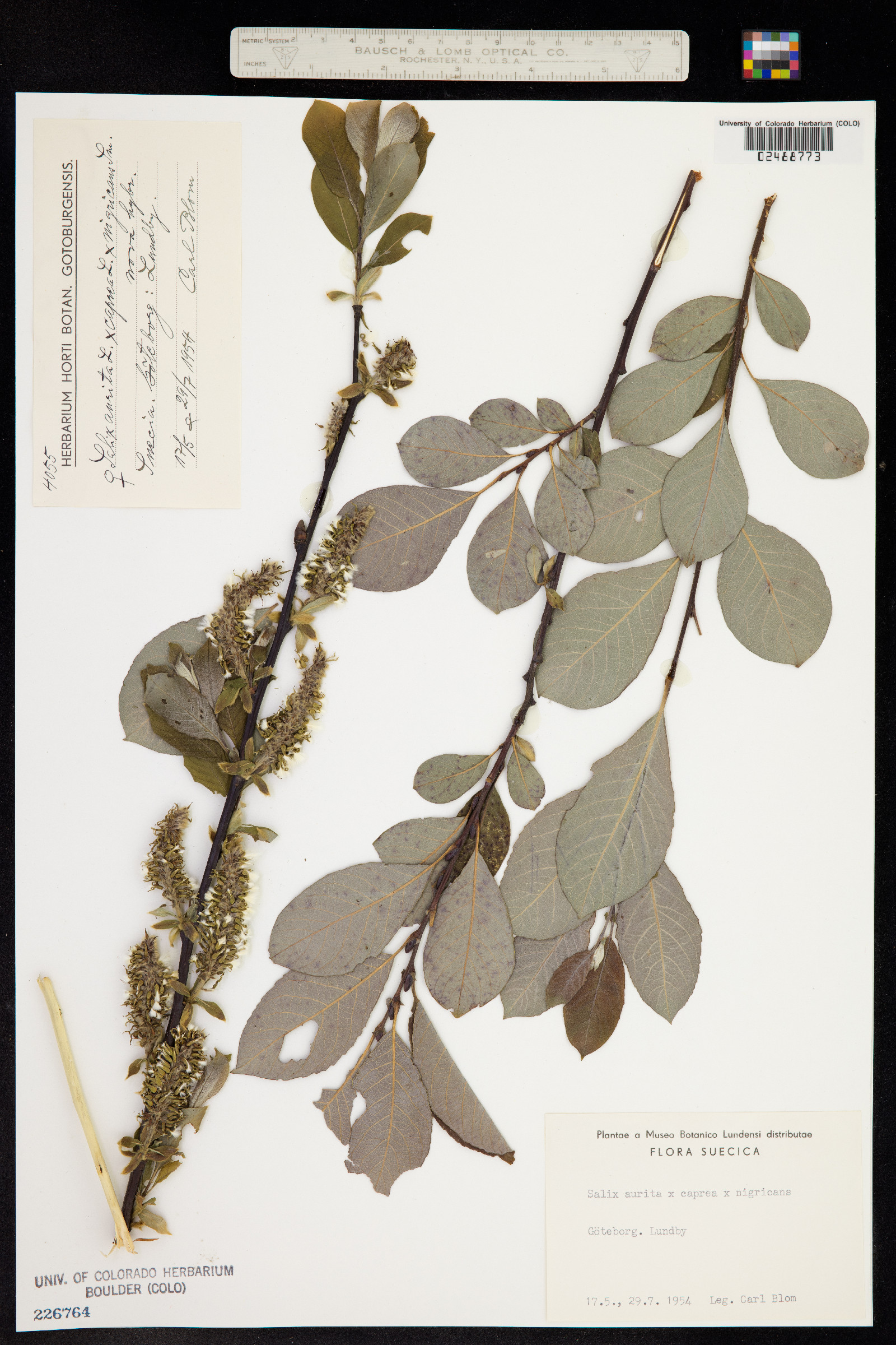 Salix aurita image
