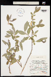 Salix excelsa image