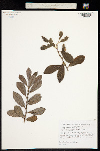 Salix atrocinerea image