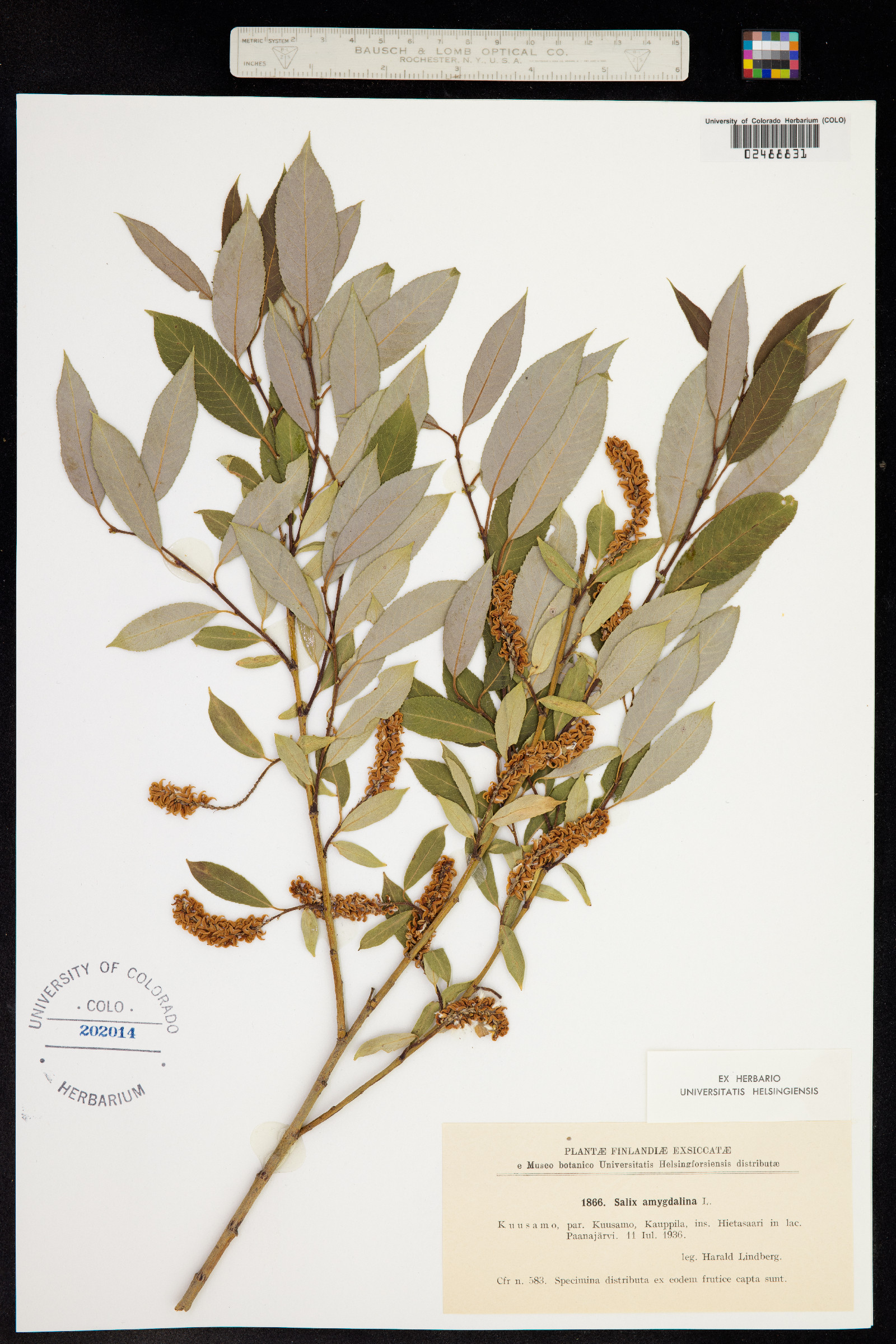 Salix triandra image