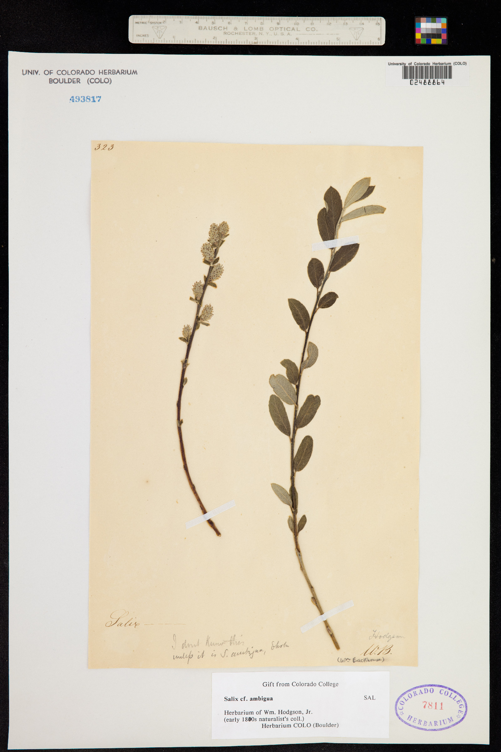 Salix nigra image